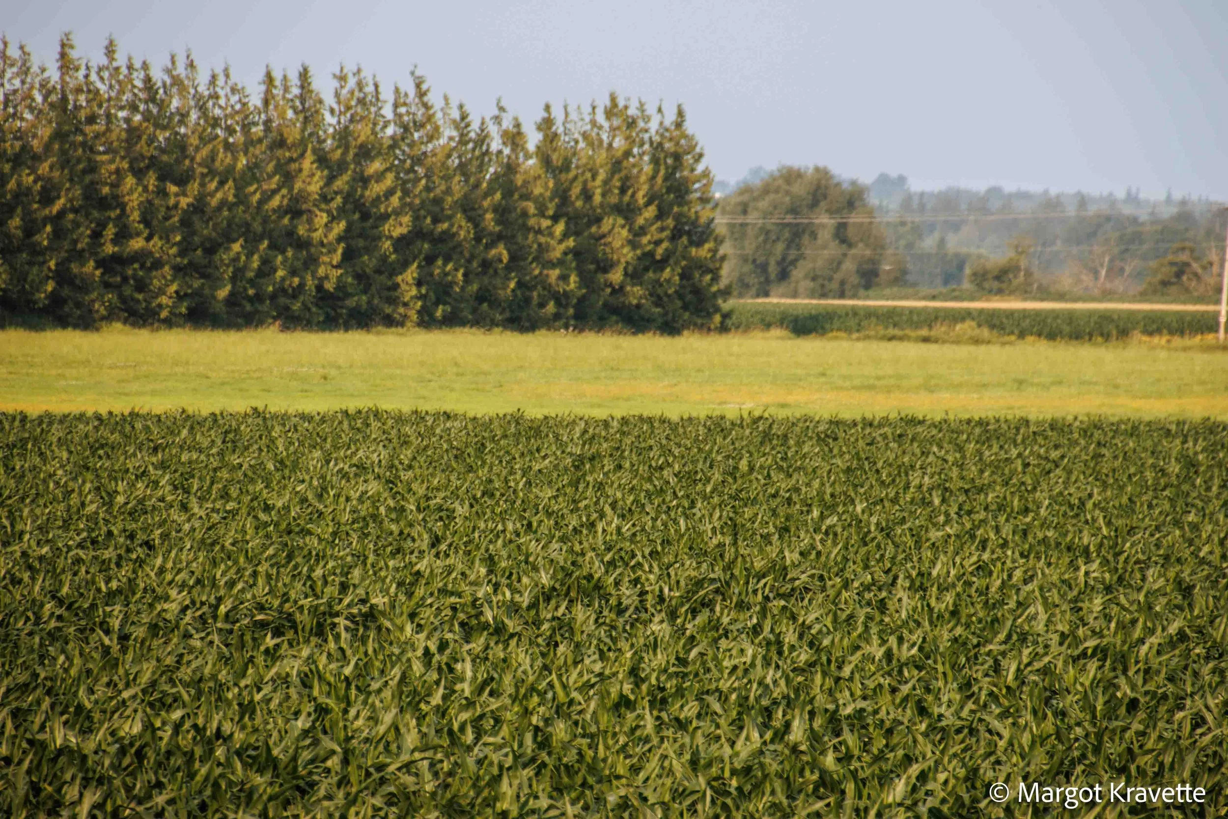 Greens-8501.jpg