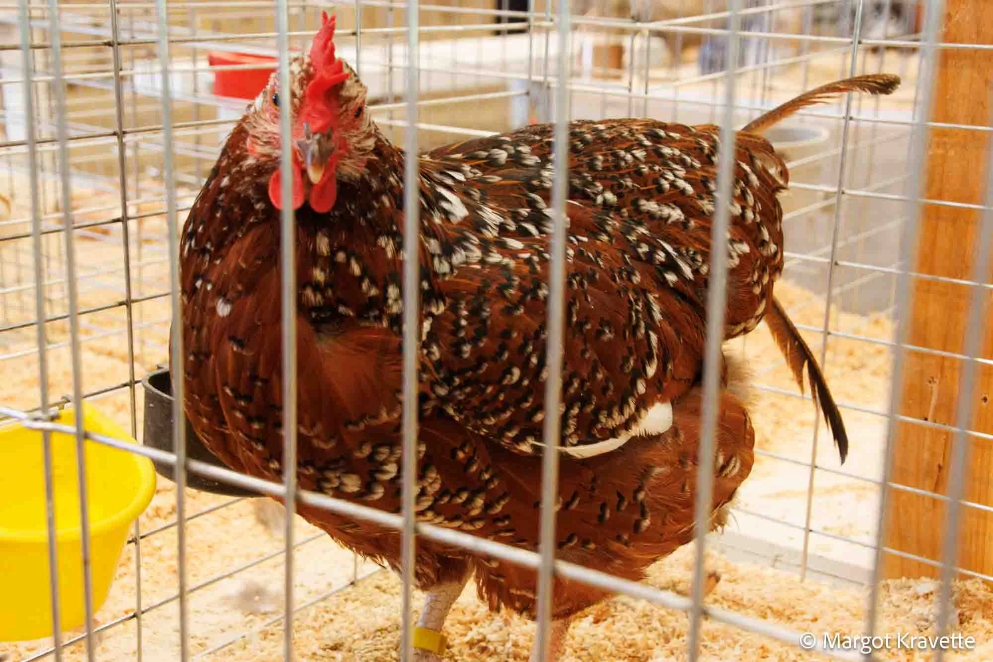 chicken.jpg