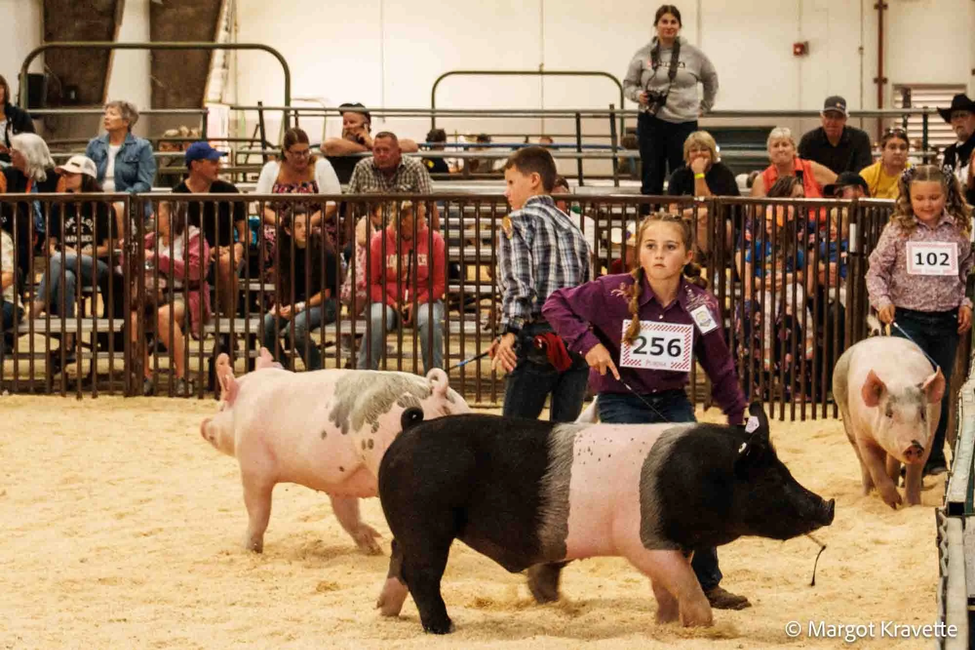 pig.jpg