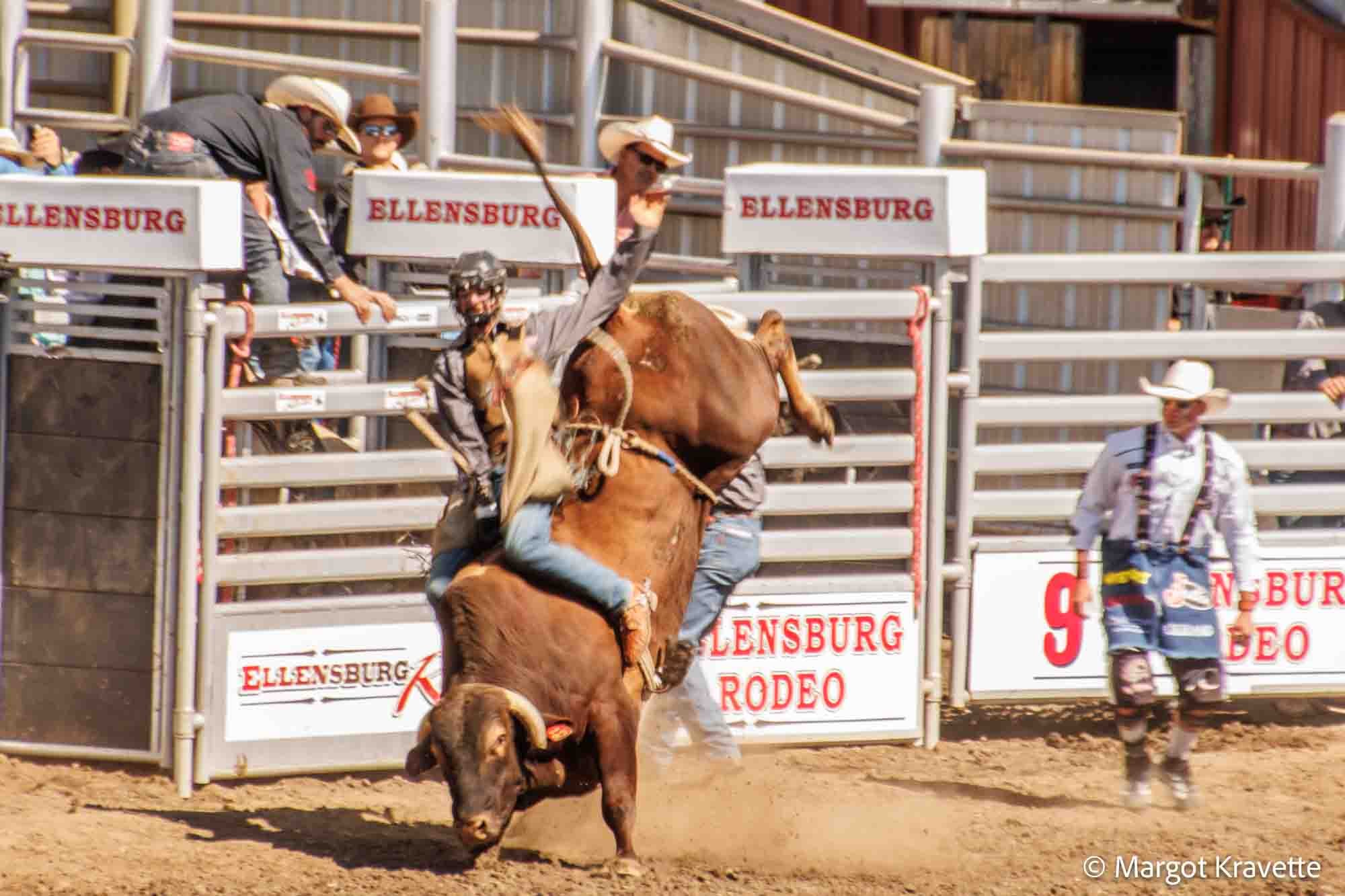 Steer riding out the gate.jpg