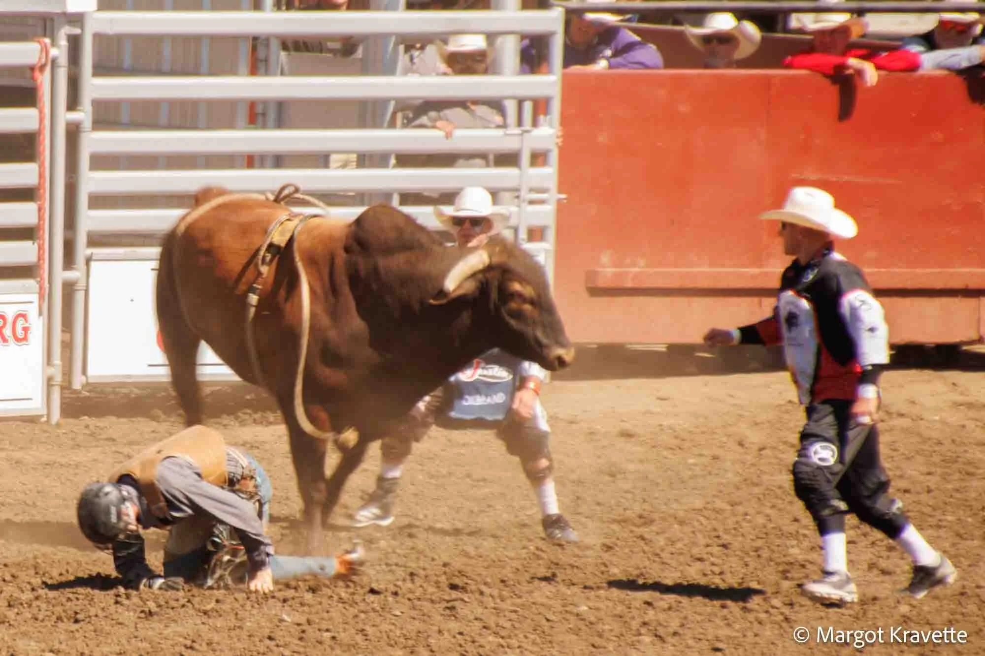 Fallen cowboy from a steer.jpg
