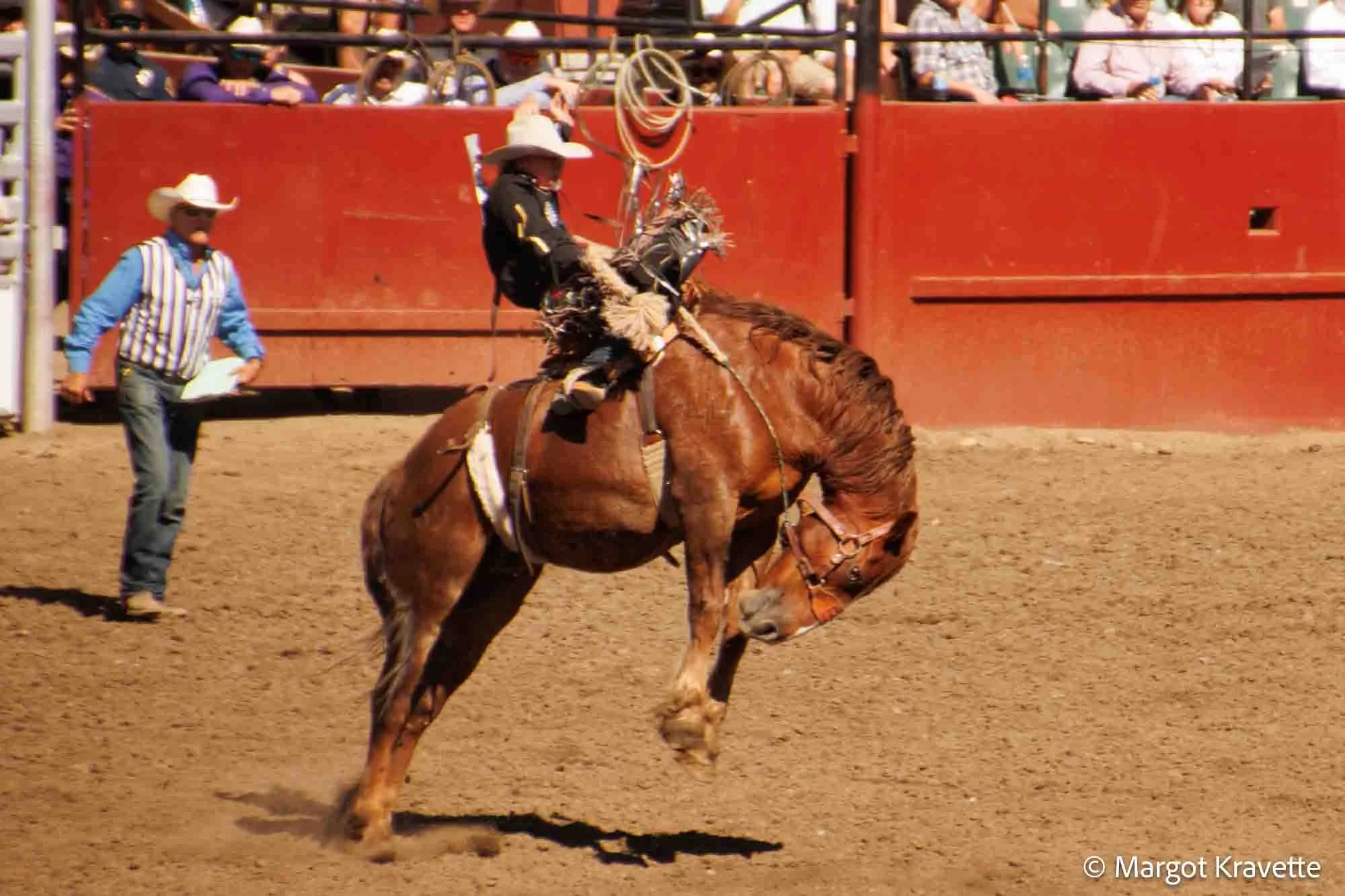 Curled up horse, rider back.jpg