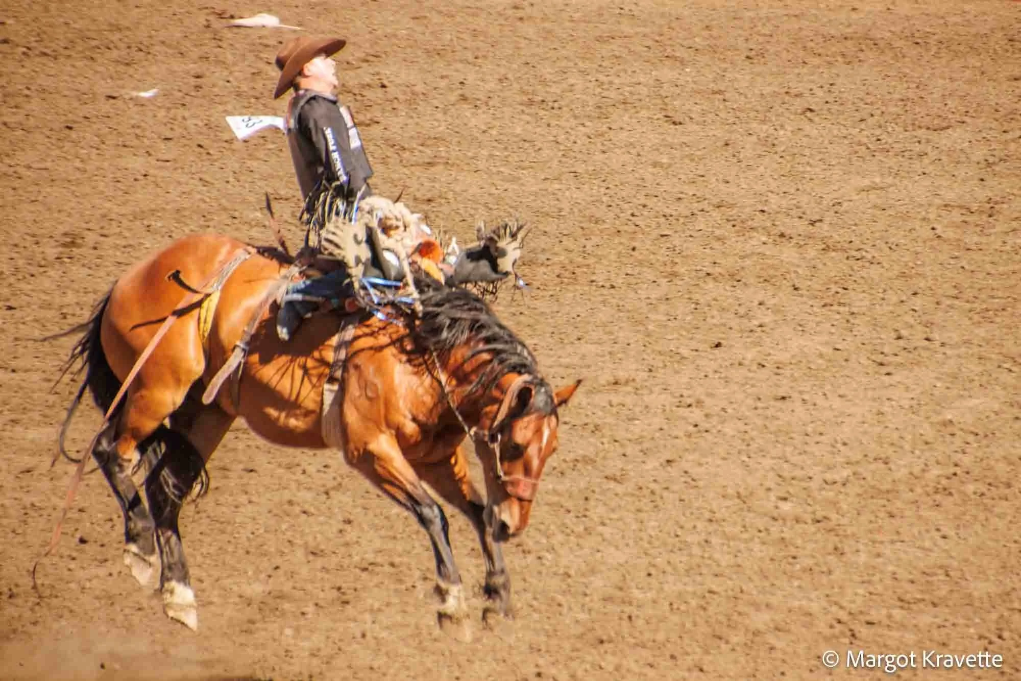 horse rider.2.jpg