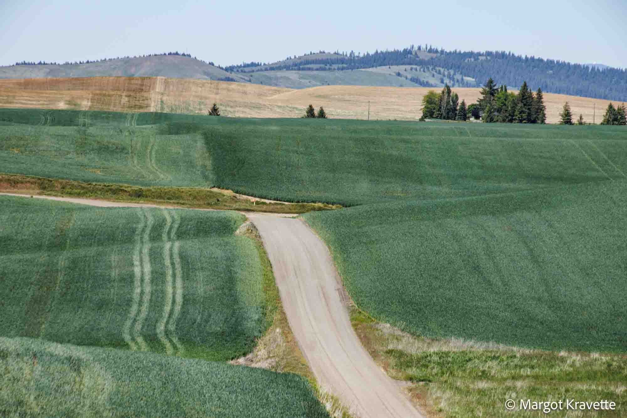 Field with green rolling and a road-4314.jpg