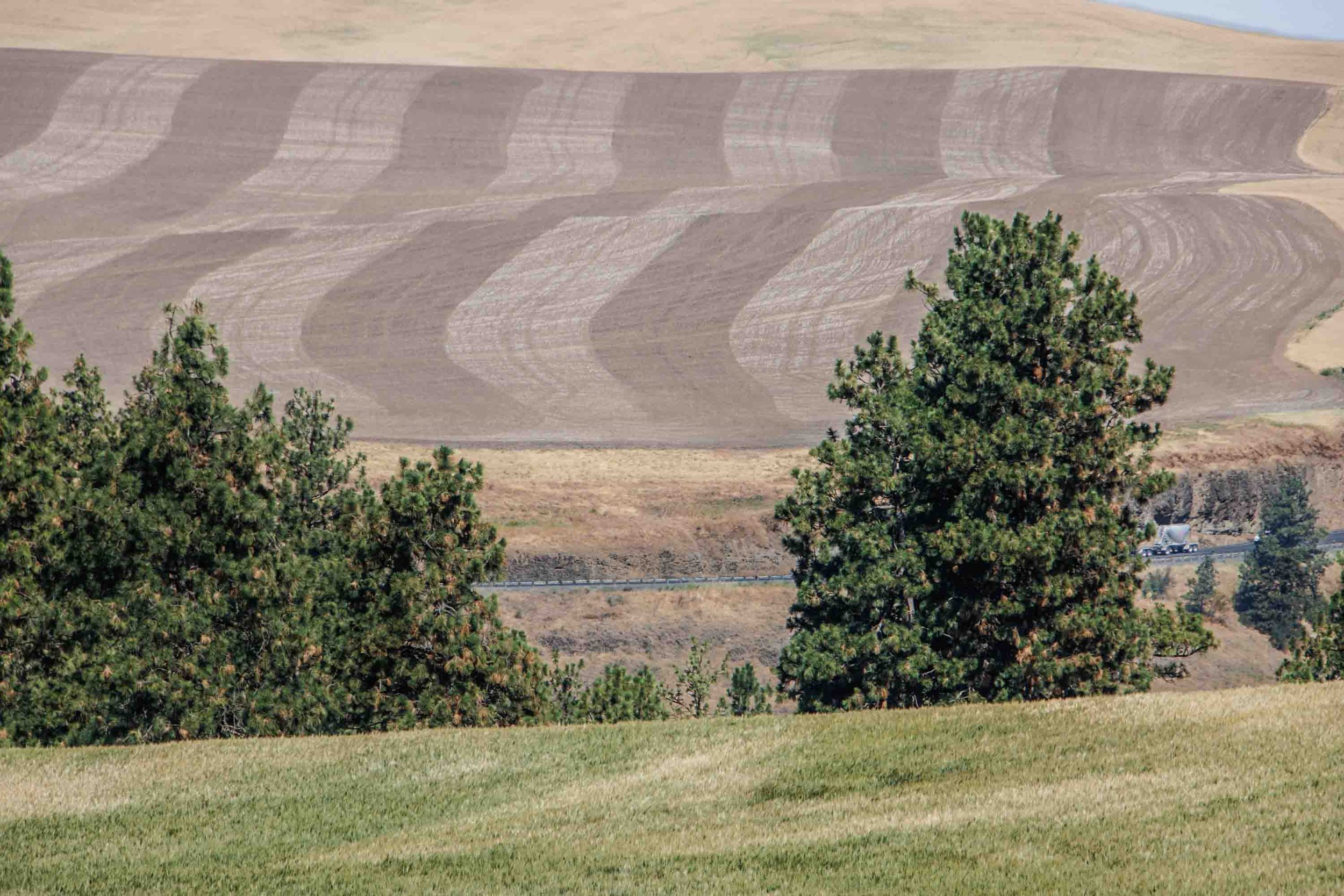 Field, brown, curvey-8044.jpg
