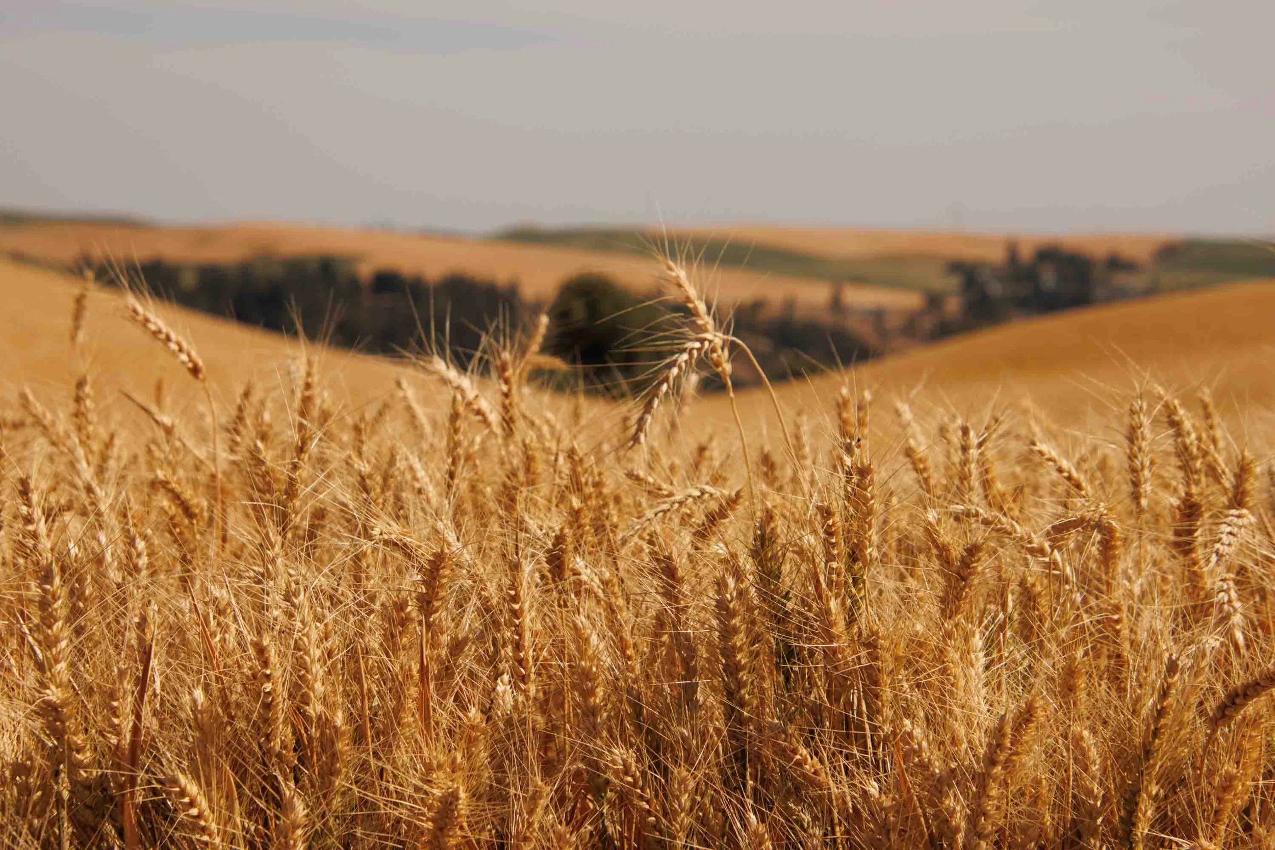 Hay, sharp-7850.jpg