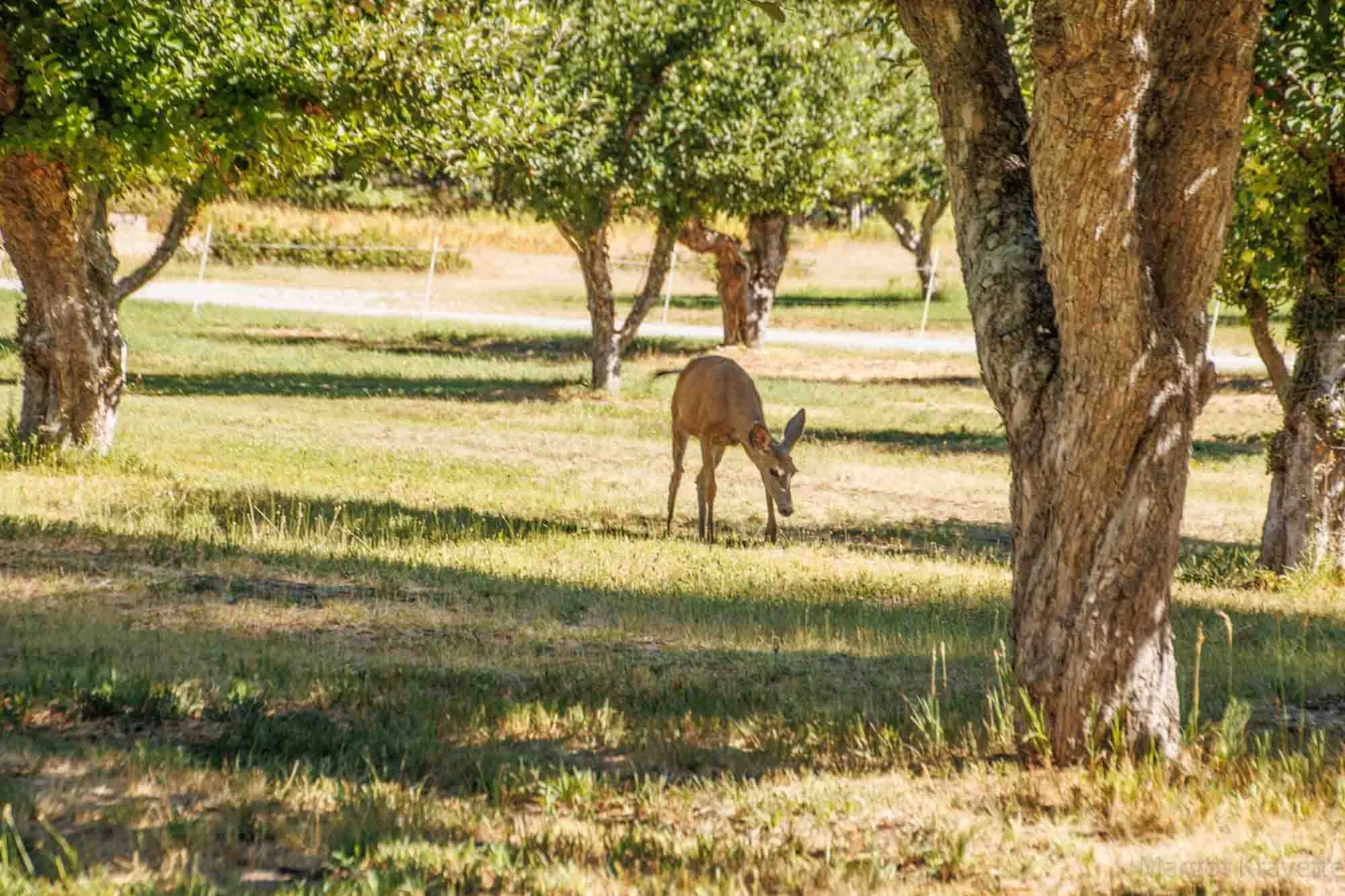 Orchard with goat -5110-17.jpg