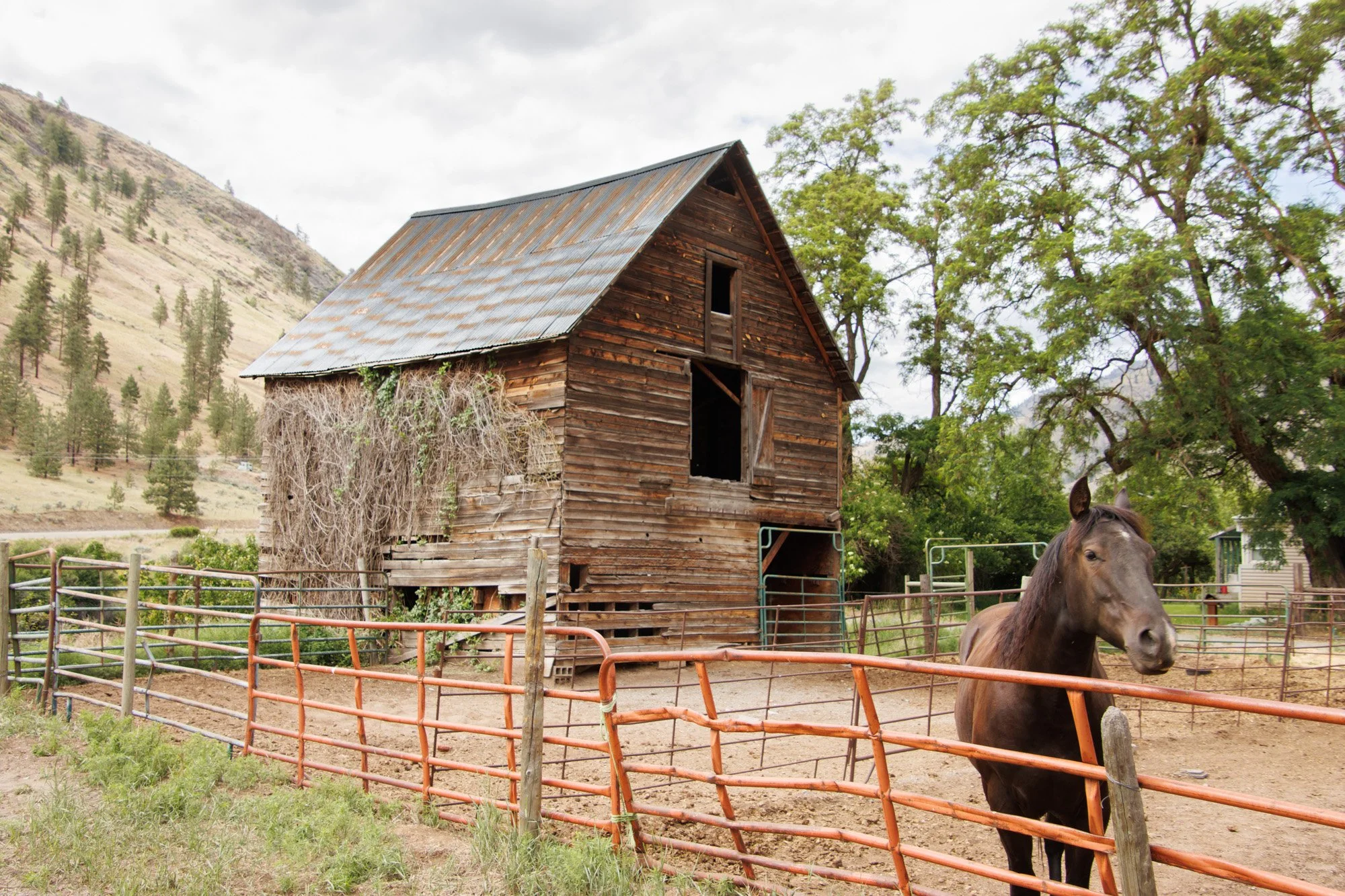 Nighthawk.barn with horseuntitled-6664.jpg