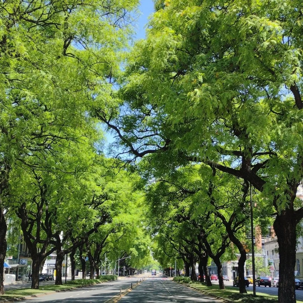 Buenos Aires, Boulevard
