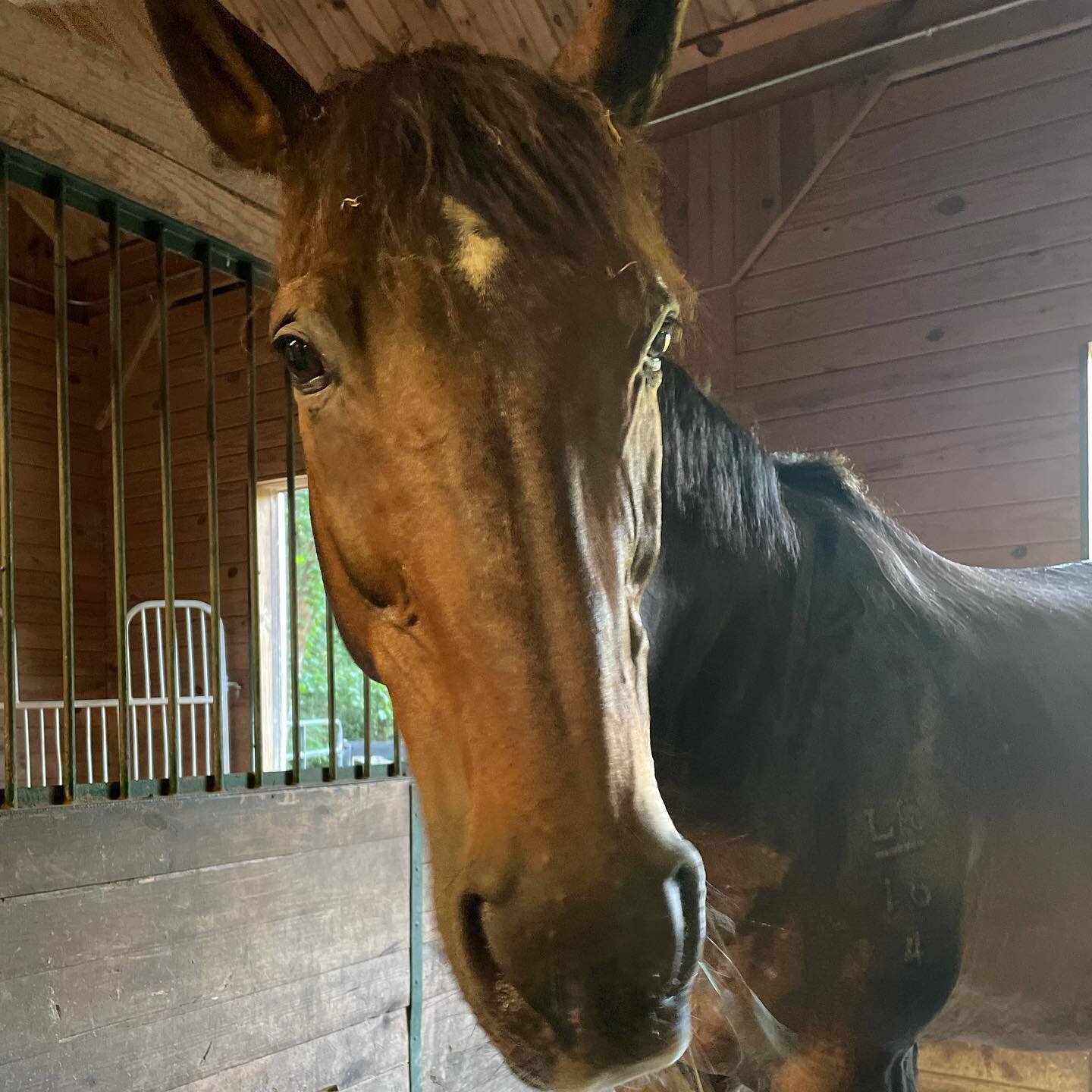 This sweet boy was the undisputed star of Qoya at the barn this morning. He hung out in the arena the whole time we were dancing and stood with each person each time he felt like he was needed. 
🦄
I took a risk today and added elements of Horse Spea