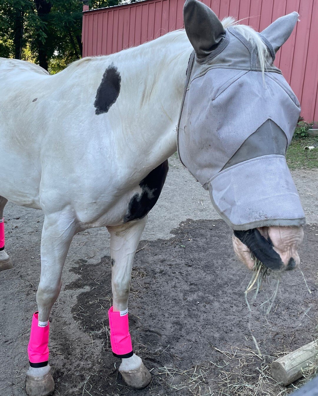 Willow defeating the bugs in her pink fly mask and pink fly boots 💗 ⠀⠀⠀⠀⠀⠀⠀⠀⠀
⠀⠀⠀⠀⠀⠀⠀⠀⠀
#strongwomen #femininepower #mompreneurlife #wellness #photography #photooftheday #findjoyintheordinary  #truehappiness #choosehappiness #dmvevents #exploredmv #