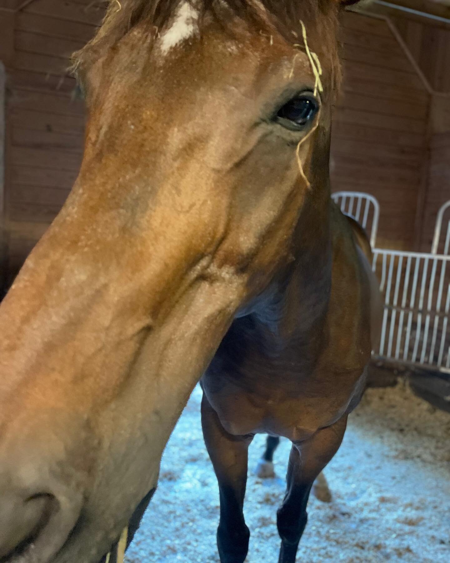 Elvis-a portraiture study 😂🐎Be honest- have you seen a more handsome horse?! 
⠀⠀⠀⠀⠀⠀⠀⠀⠀
#equinetherapy #horses #horsetherapy #dmvevents #exploredmv #dmvnetwork #dmv #dmvcreatives #vaevents #washingtondc #dc #dctherapist #dcfit #dclocal #dcmoms #dce