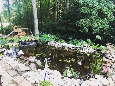 Recently we installed a multi terraced pond for a client. They have added in some fish and the plantings have started to fill out this natural focal point.
