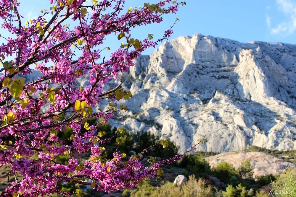 French Dispatch #3: Springtime Among the Lubéron