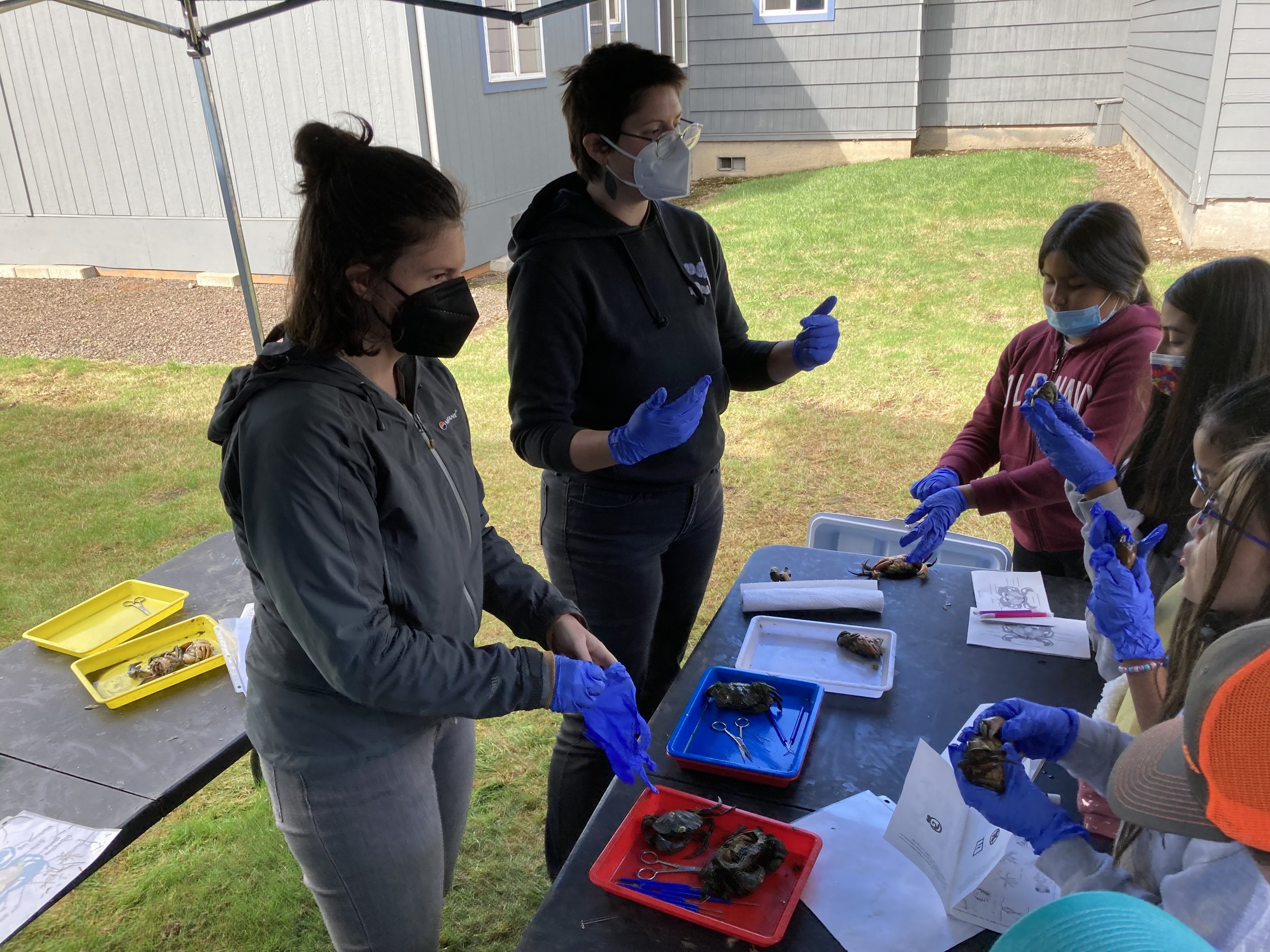 Teaching middle school students about crabs and assisting them in dissections