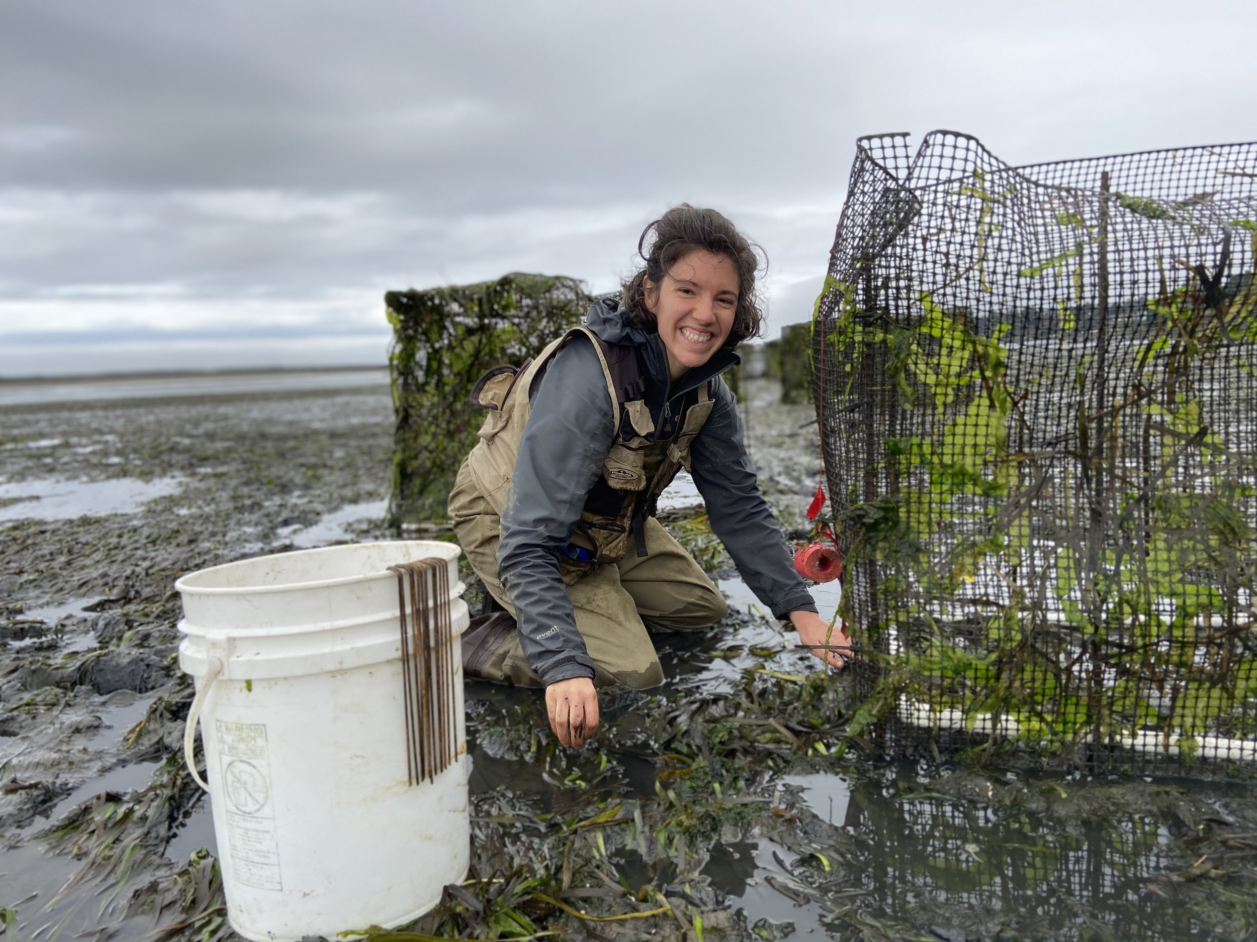 Setting up research enclosures for monitoring eelgrass and green crabs