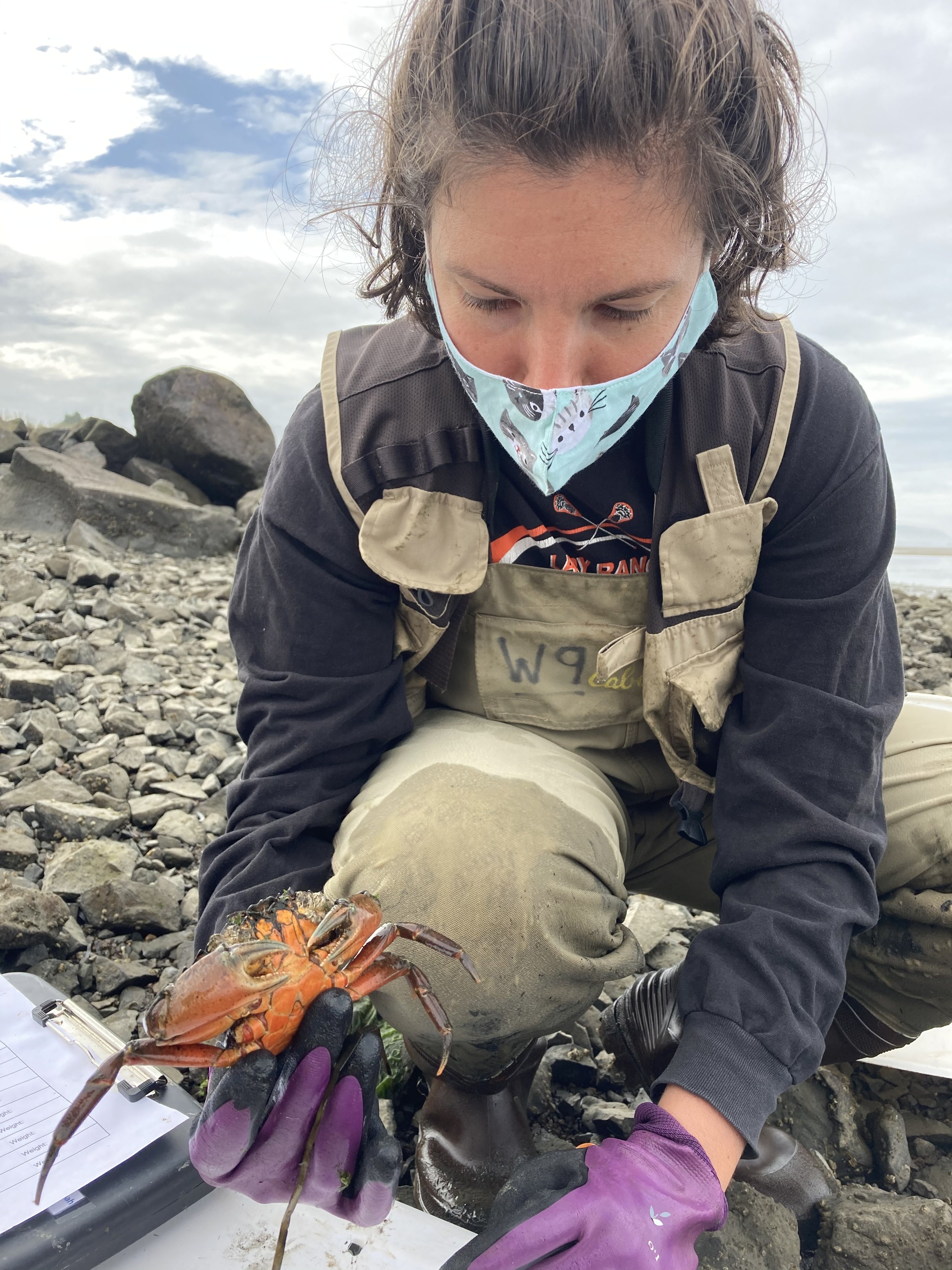 Taking measurements on green crabs