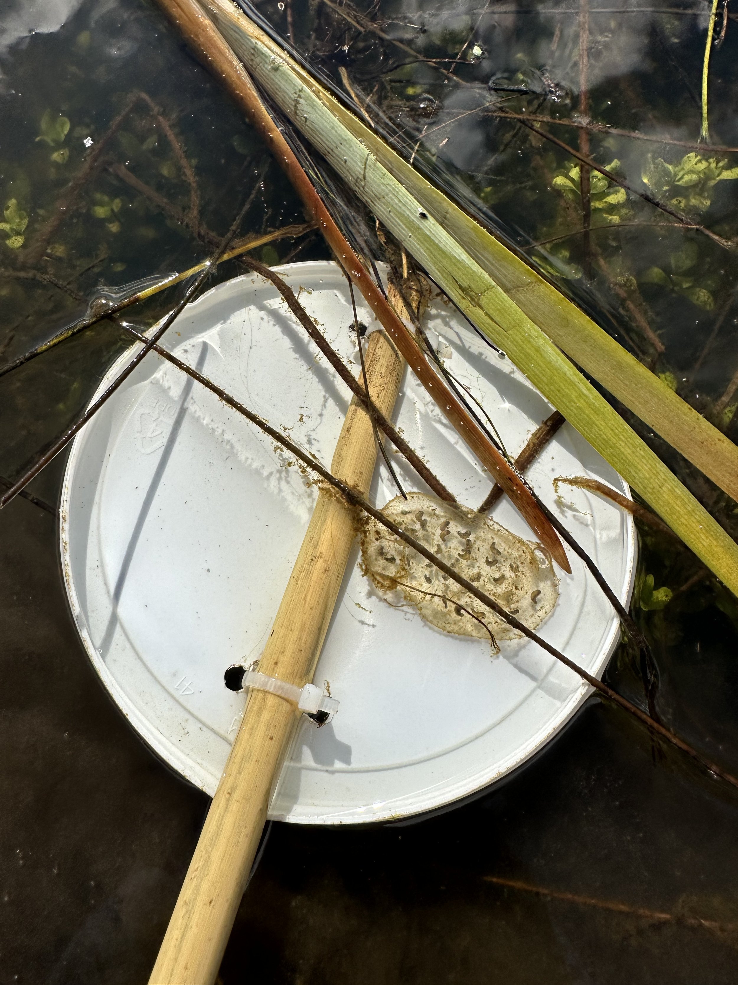 Surveying stormwater ponds for amphibian eggs