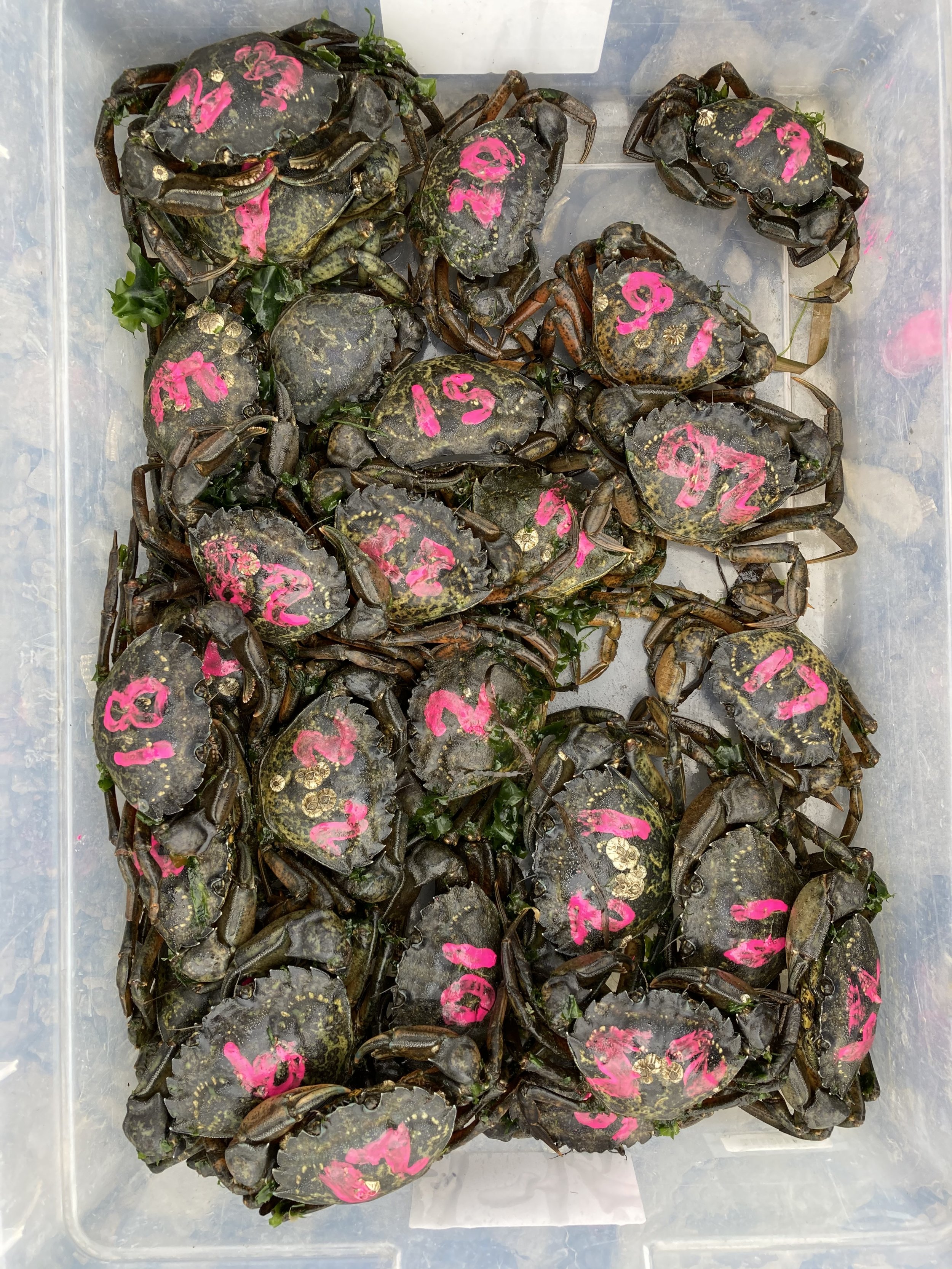 Painted green crabs to track them during the experiment