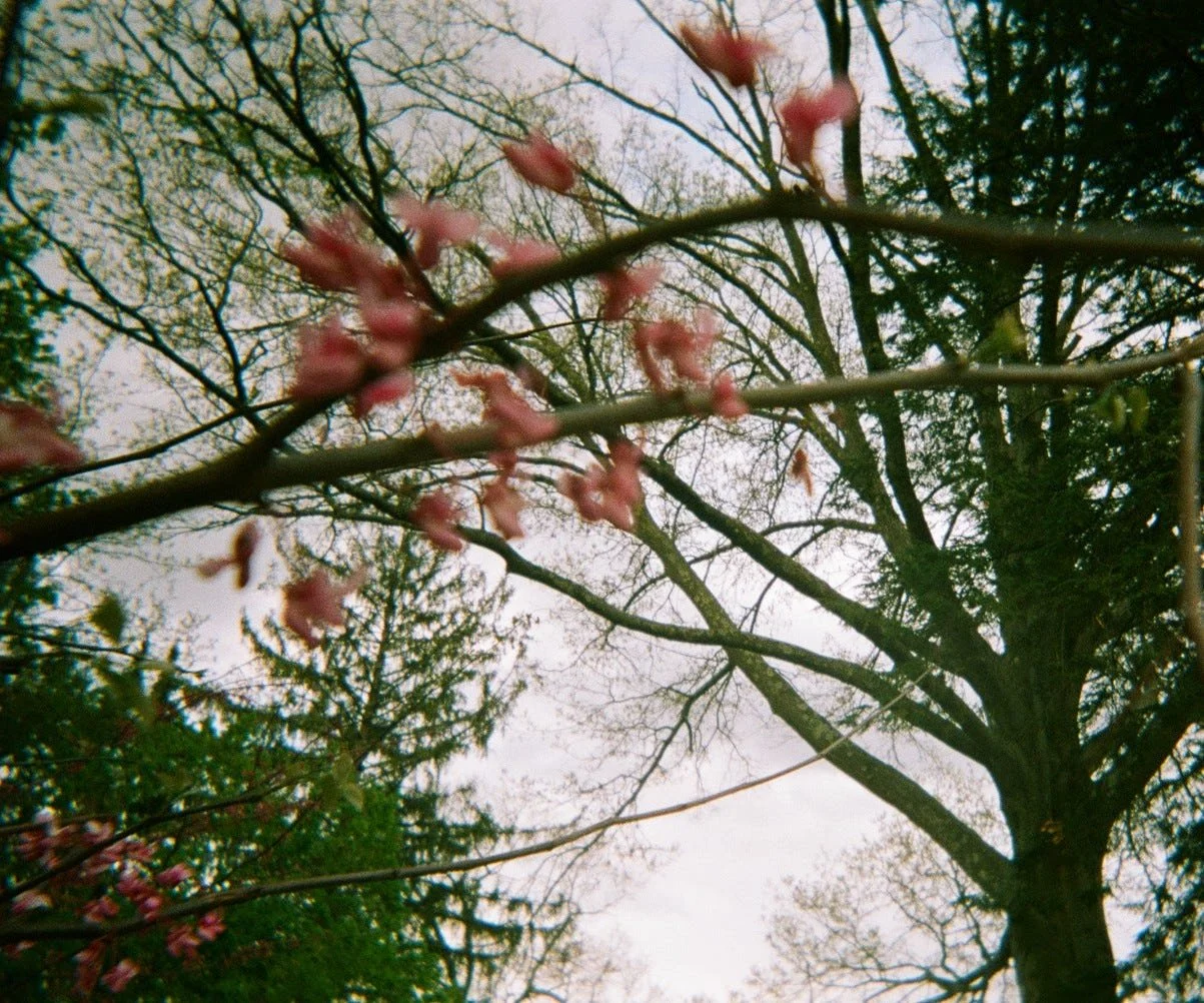 Massillon Ohio Tree