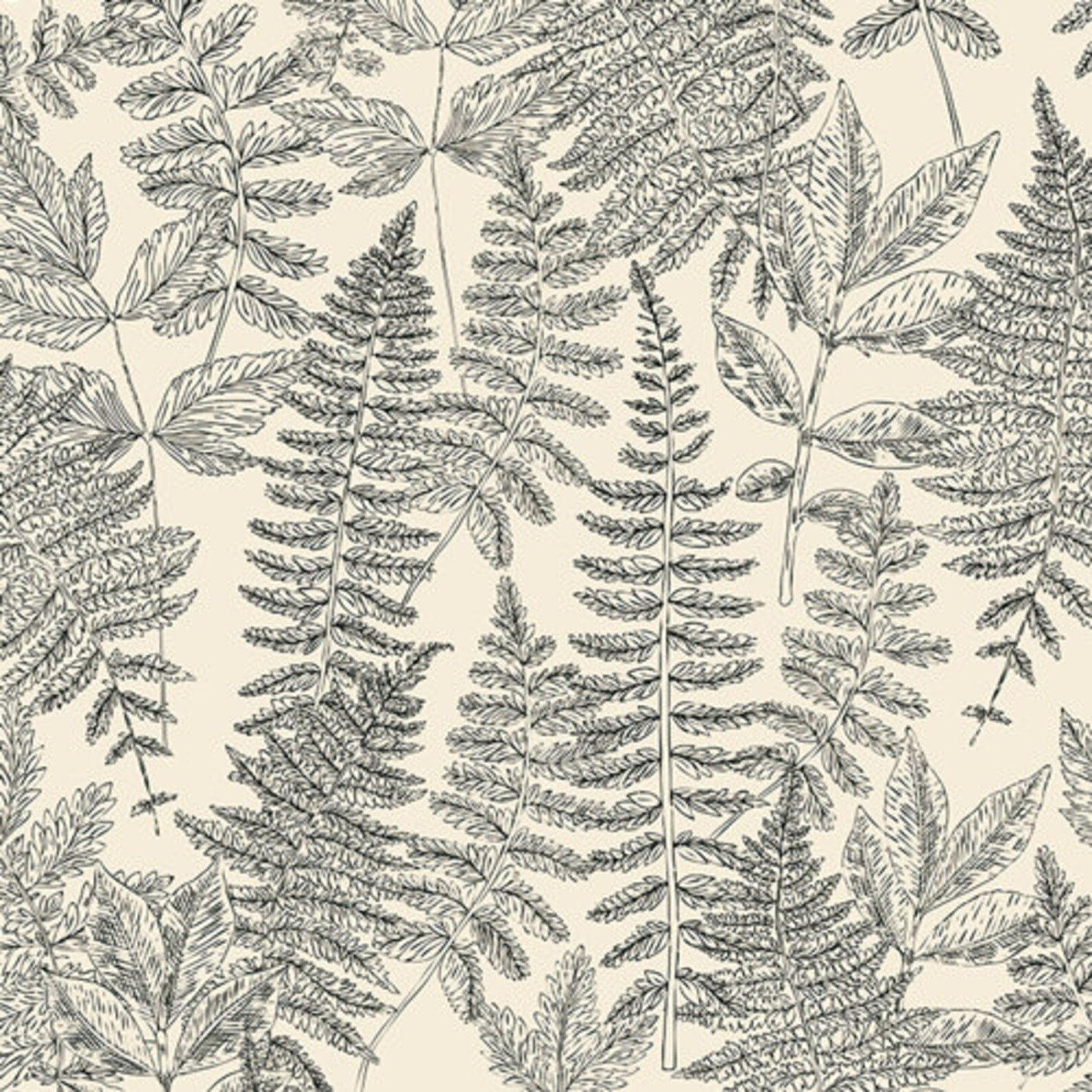 fern.jpg