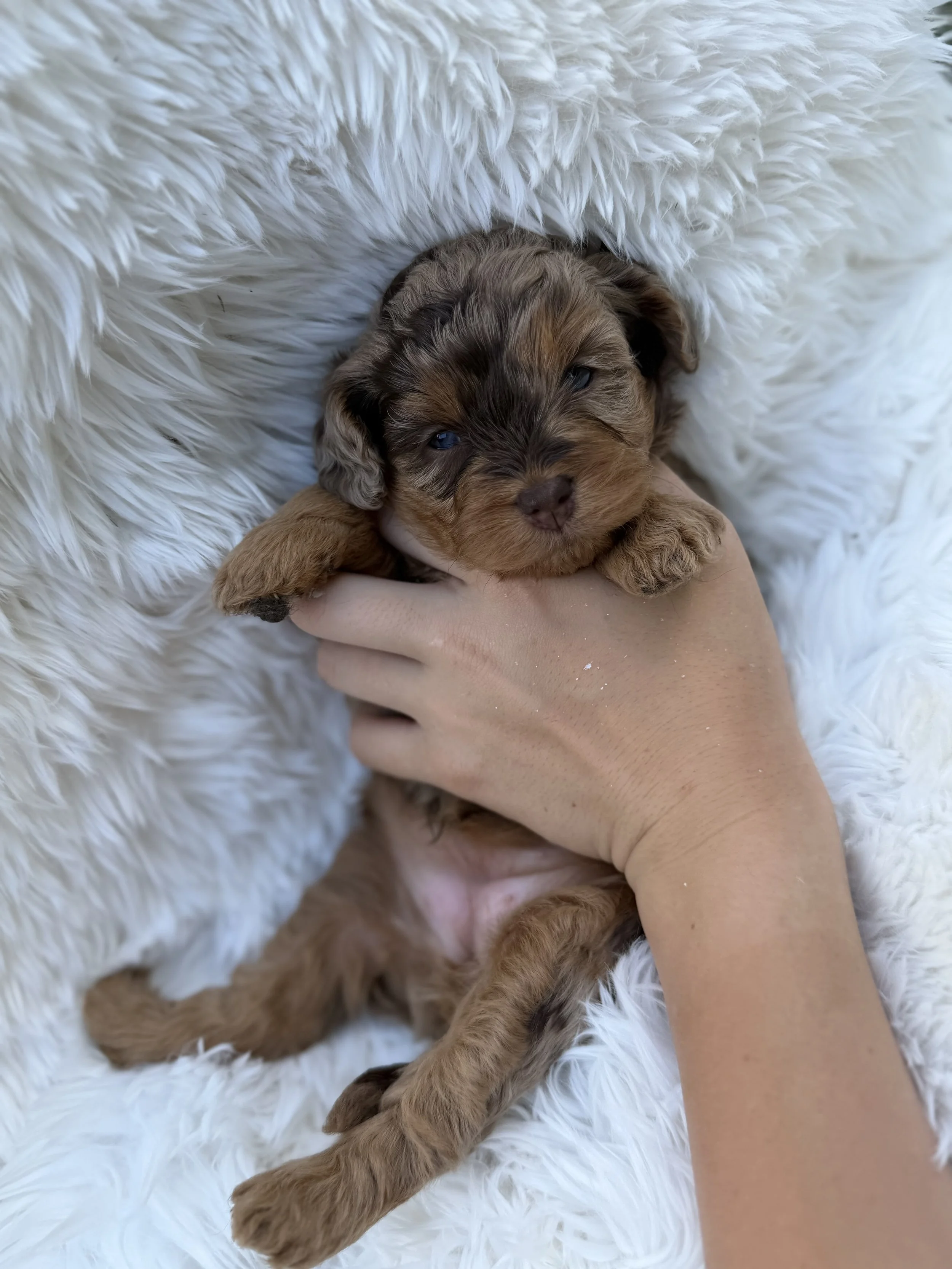 Jessica Female Cavapoo from Claire and Hondo $4250