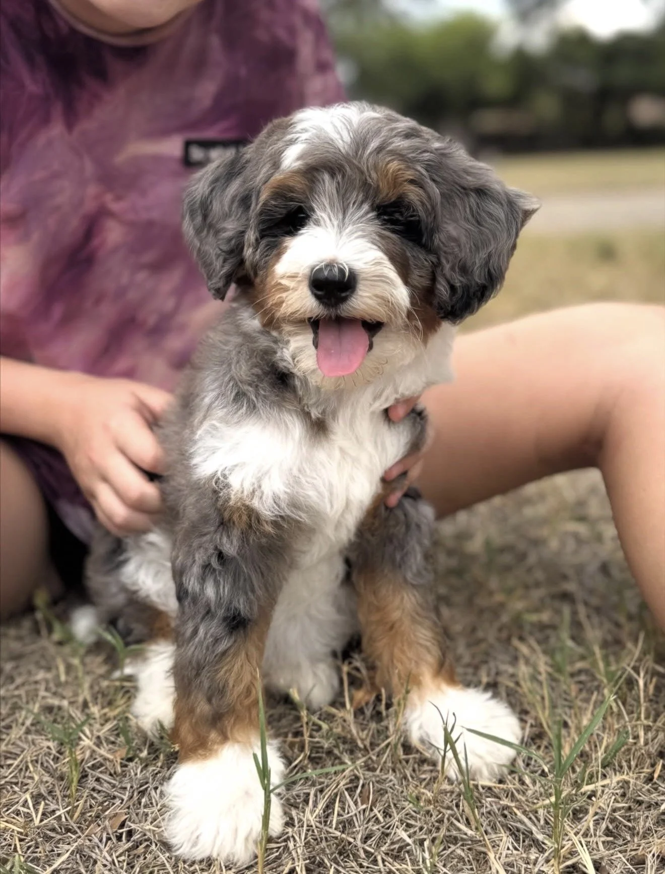Waitlist for Micro/Mini Bernedoodles from Marlie and Tucker