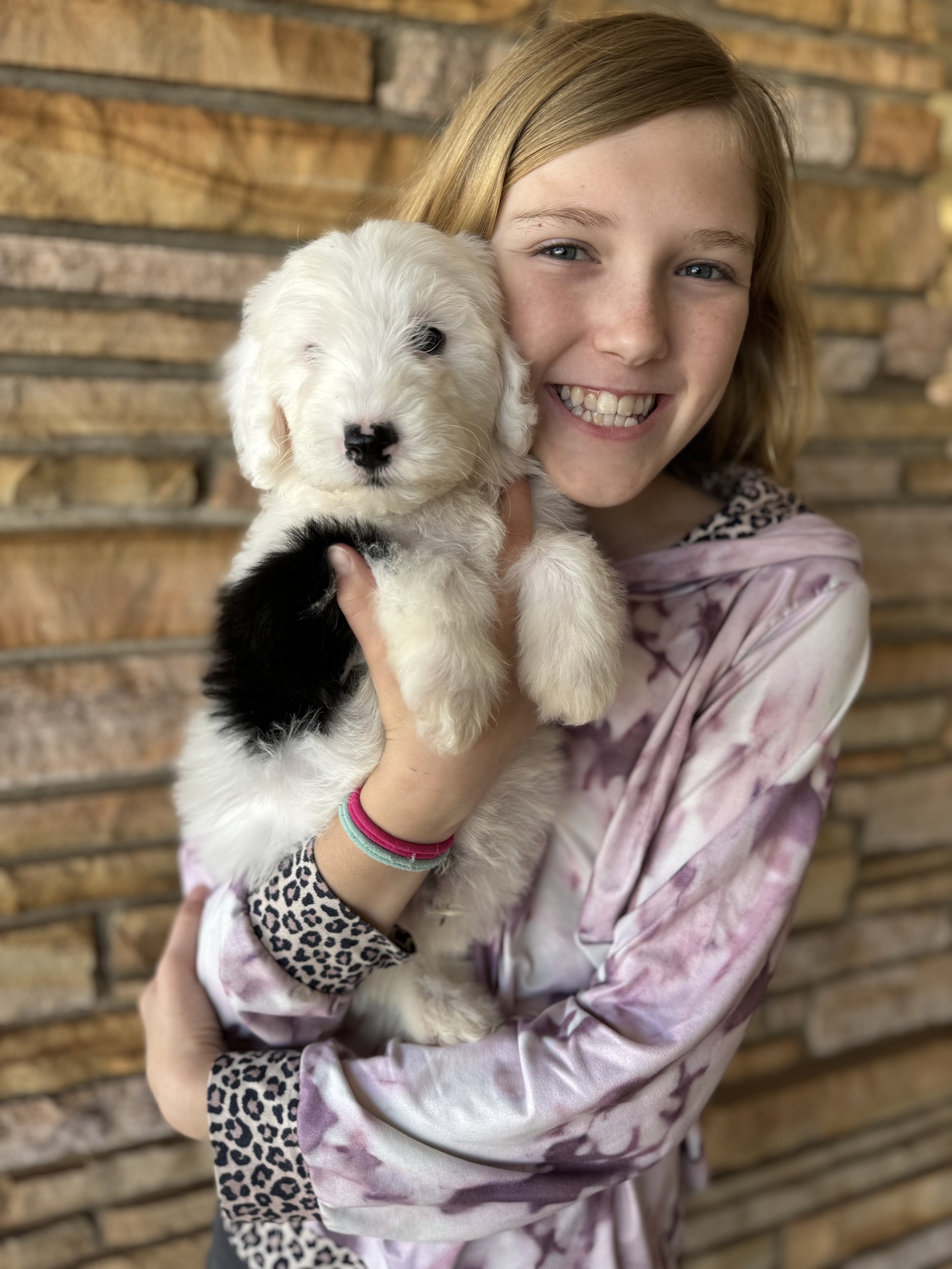 Ash available male mini sheepadoodle $1750