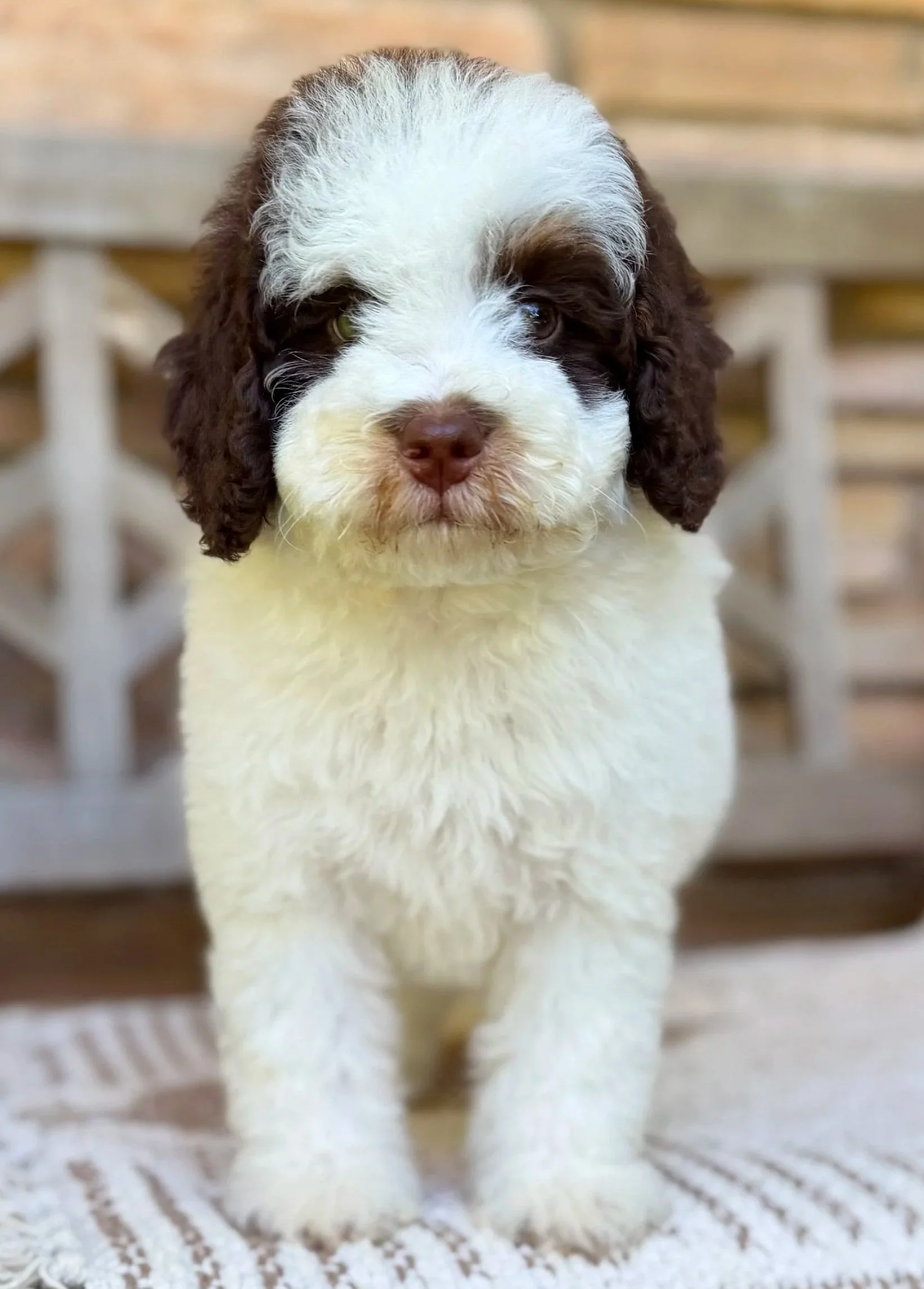 Emma Female Mini Bernedoodles from Sammy and Fitz $3000