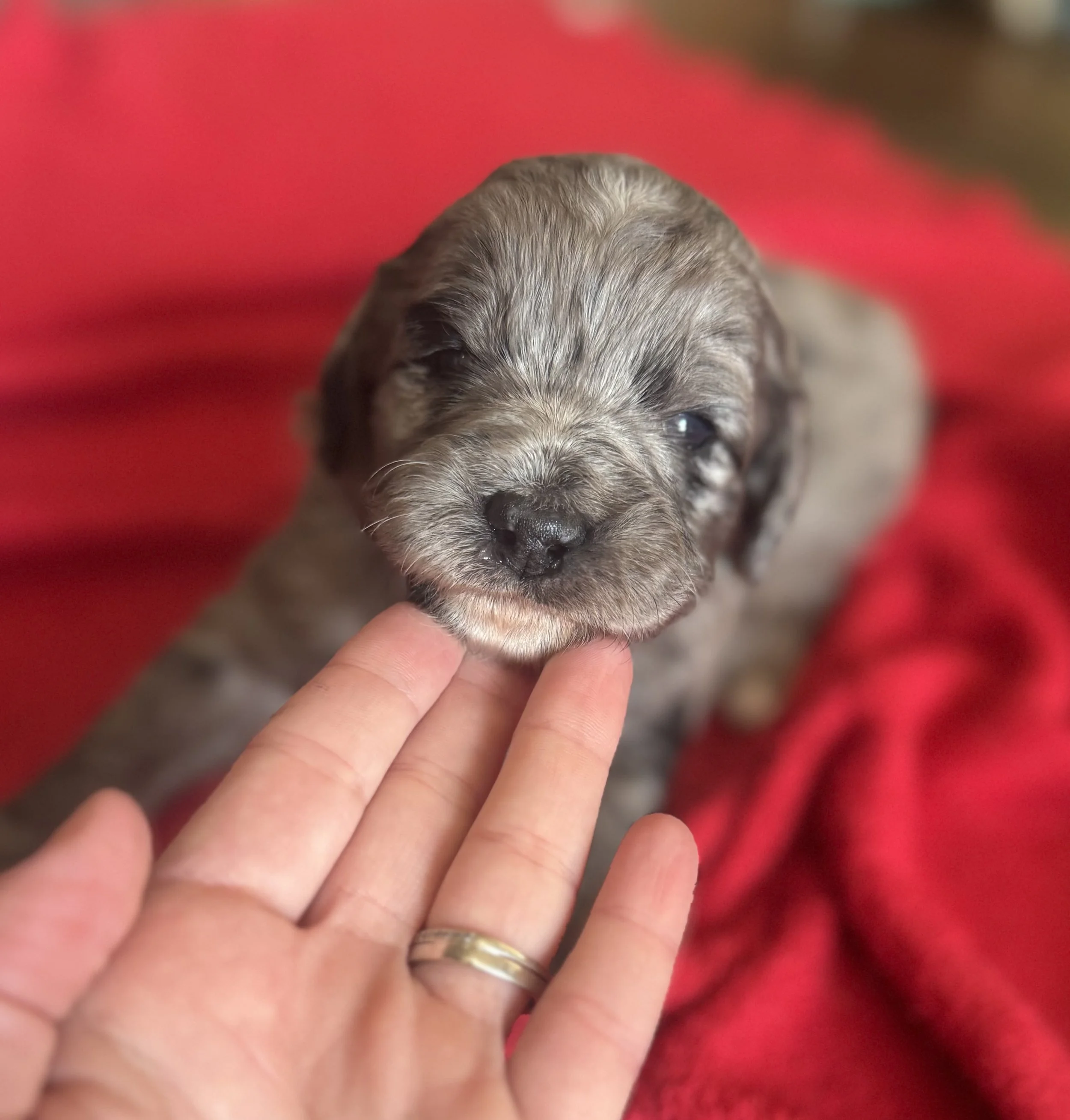 Mini/Medium Bernedoodles from Lux and Tucker