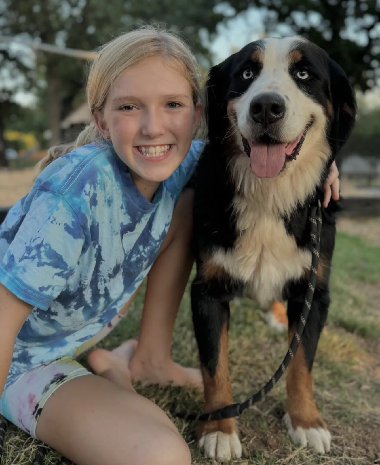 Free Guardian Opportunity Piper Female Blue Eyed Bernese Mountain Dog