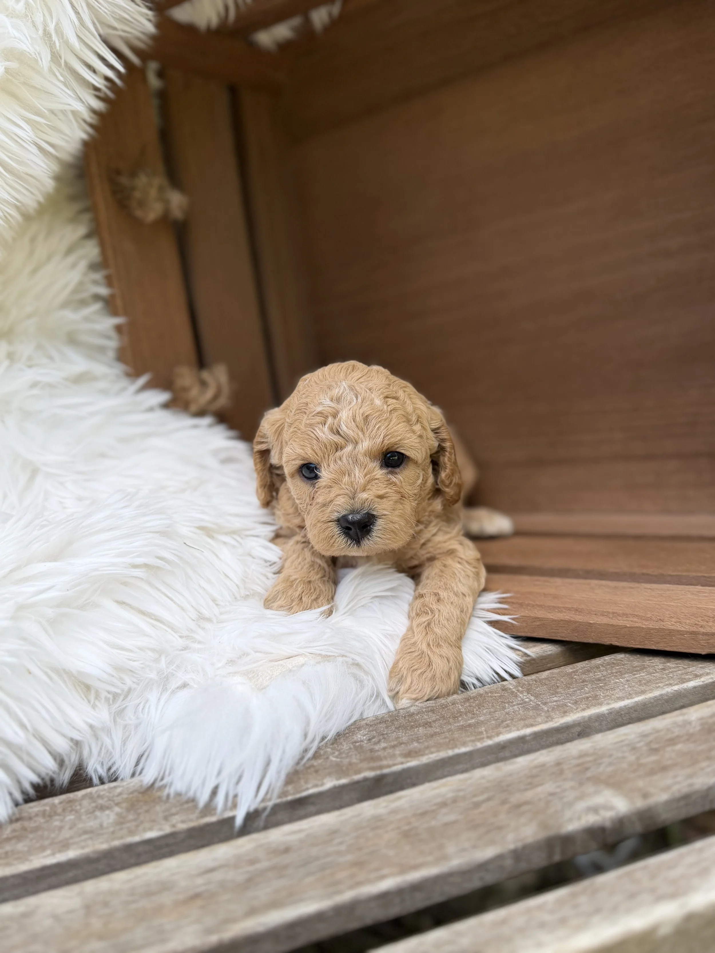Schmidt  Male Cavapoo from Claire and Hondo $3000