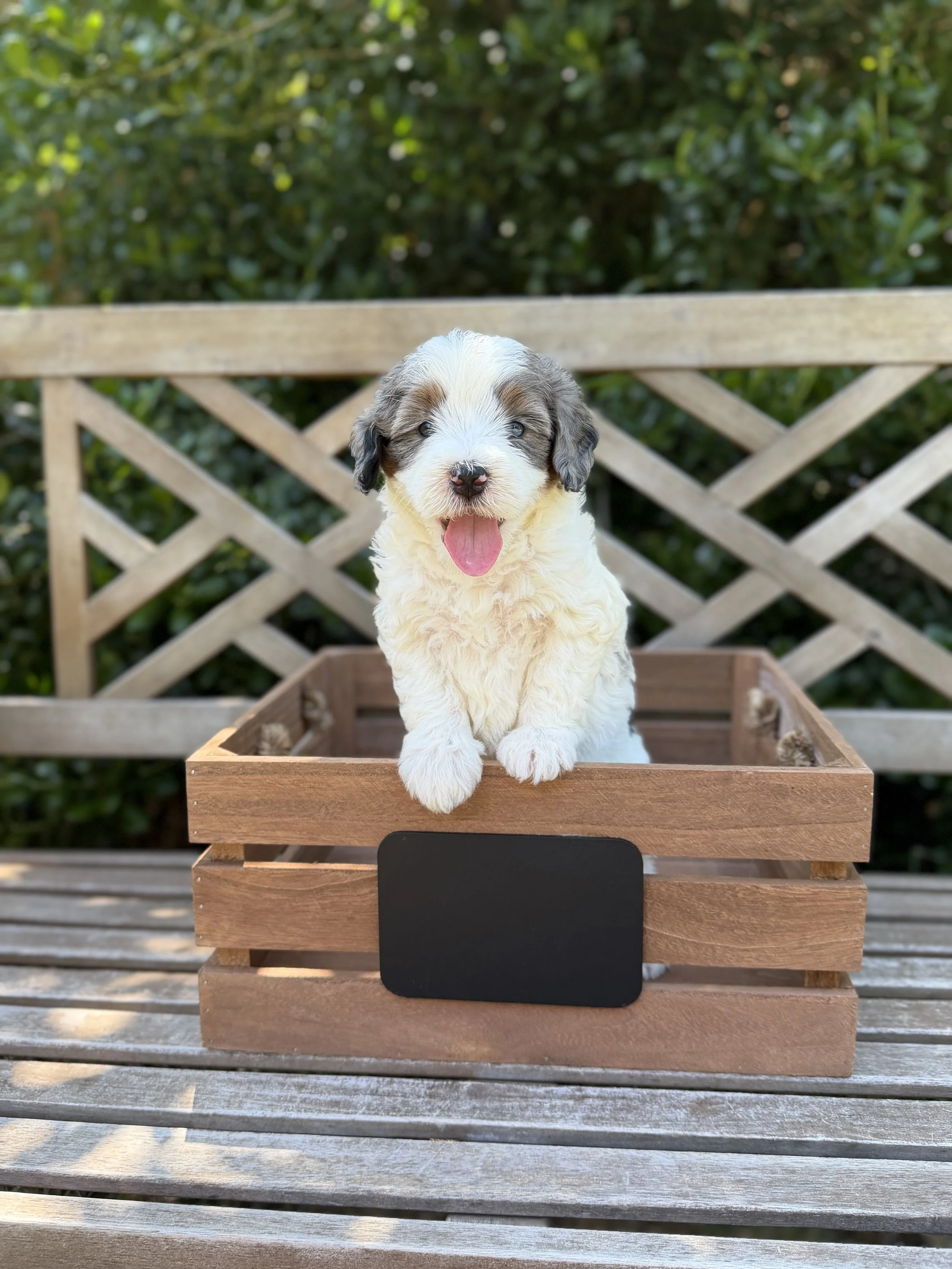 Joey Malle Mini Bernedoodle from Sammy and Fitz $4250