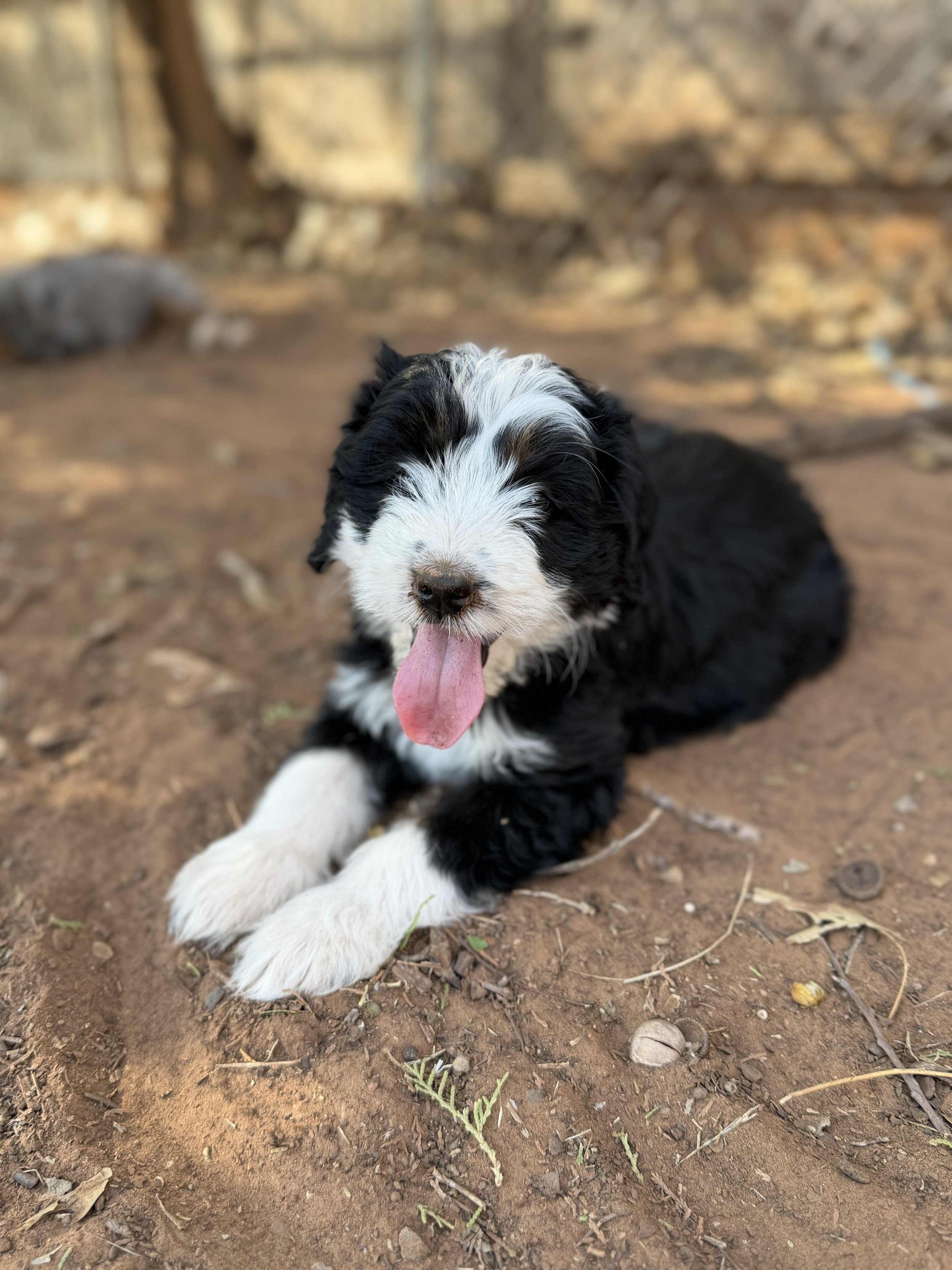 June Bug Female Mini Australian Bernedoodle $3250