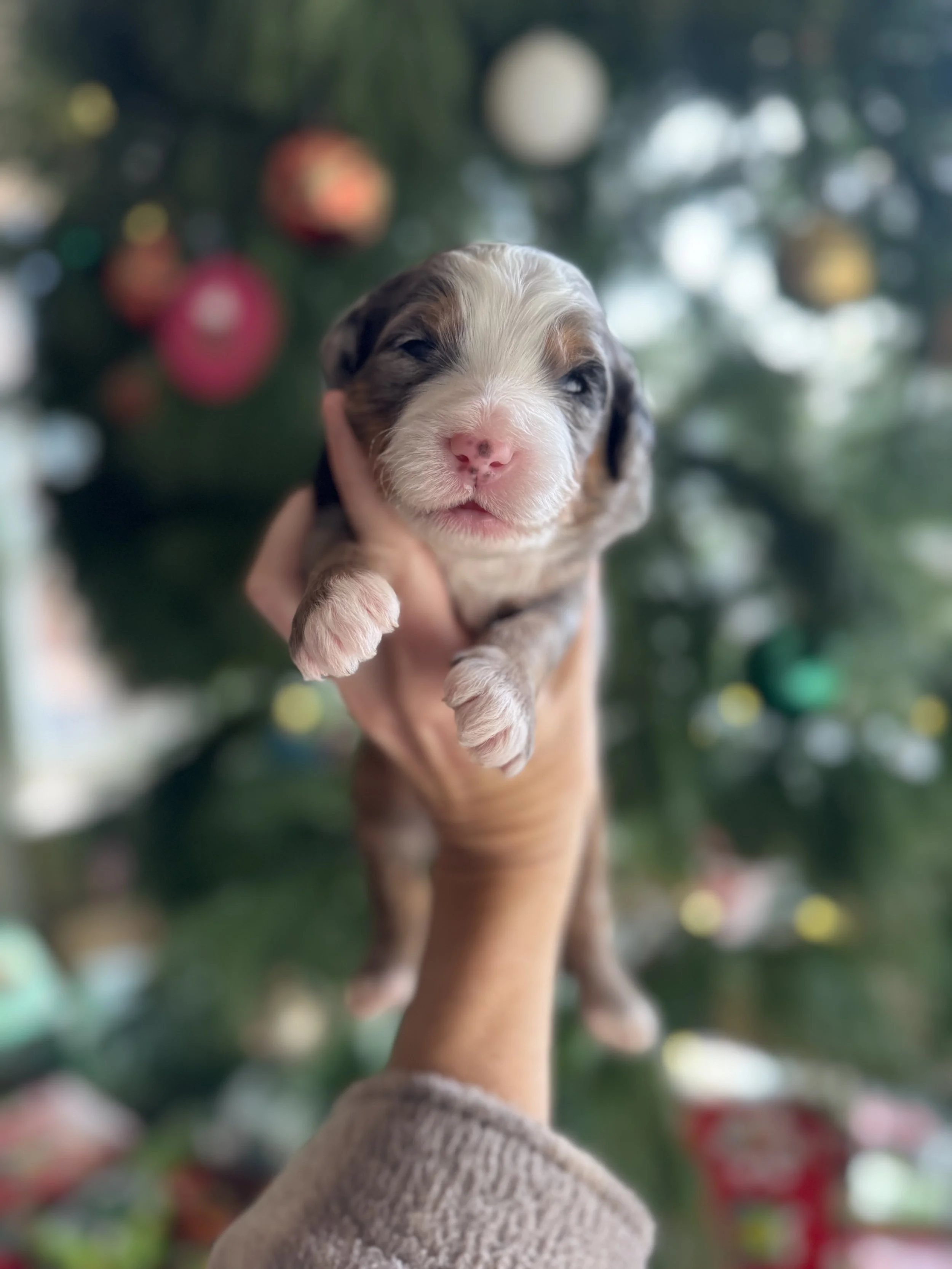 Dasher Male Mini Bernedoodle $4250