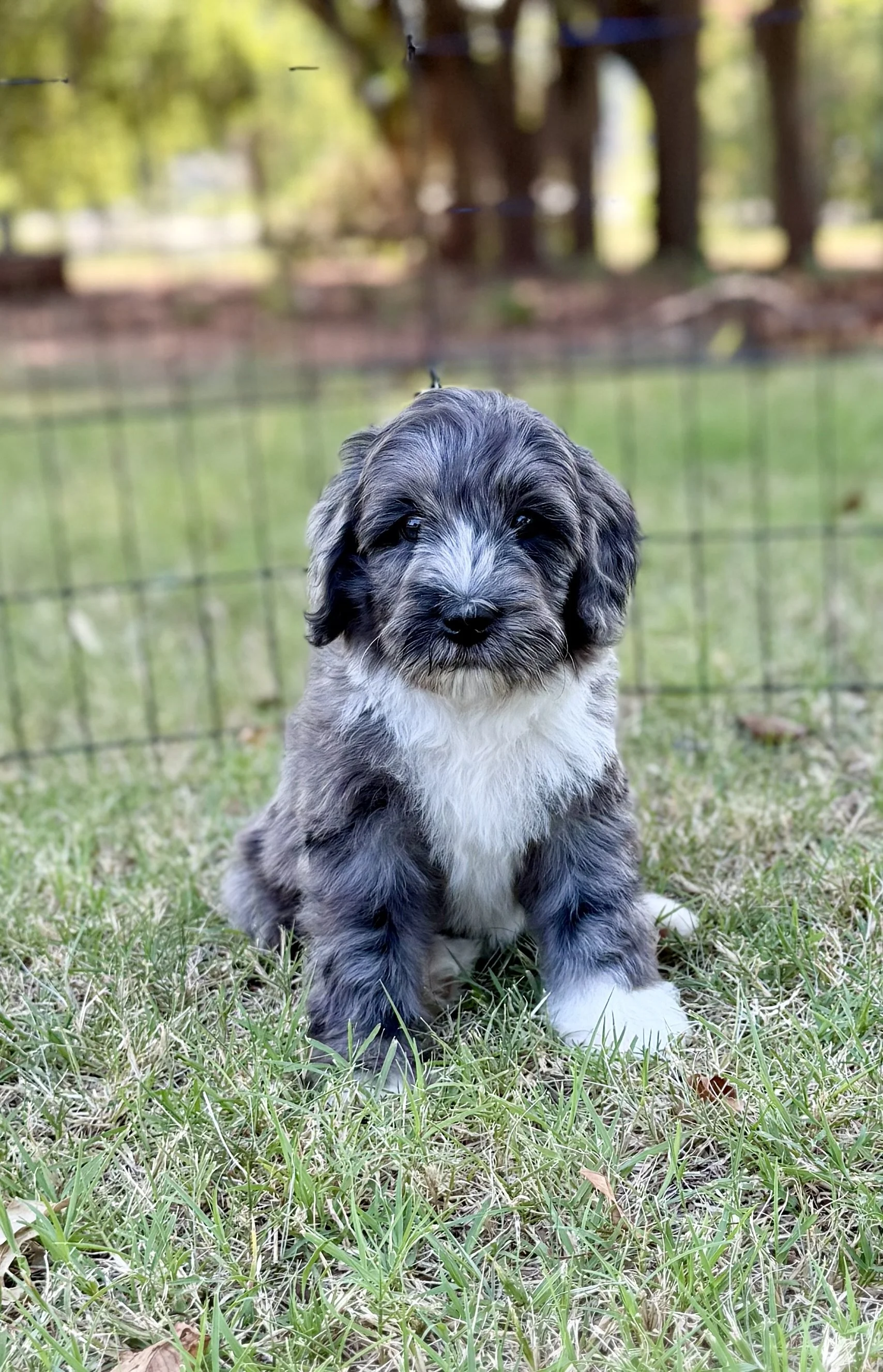 Winnie Female Mini Bernedoodle from Gracie and King Arthur $2500