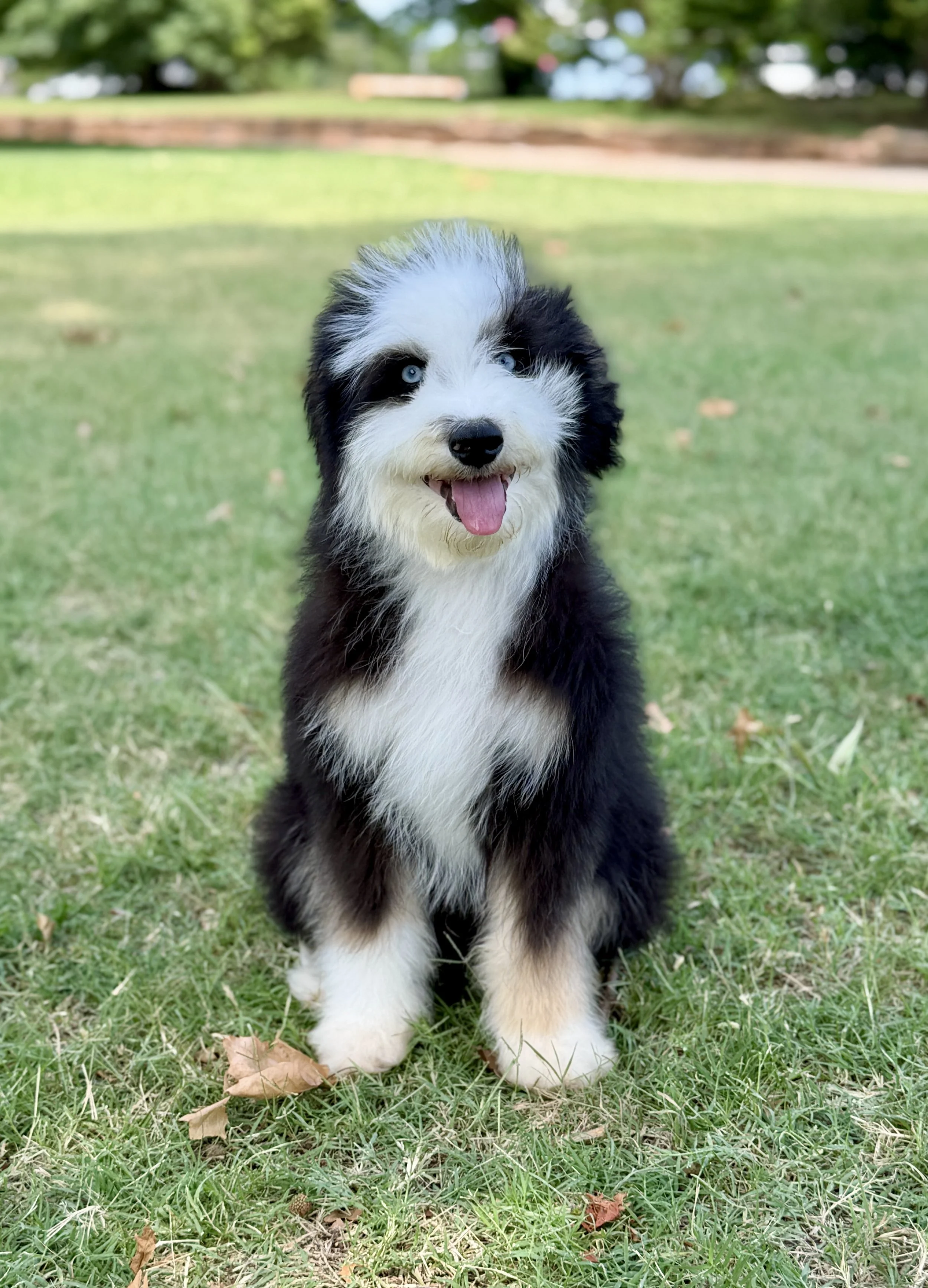 Pizza Male Mini Australian Bernedoodle $2900