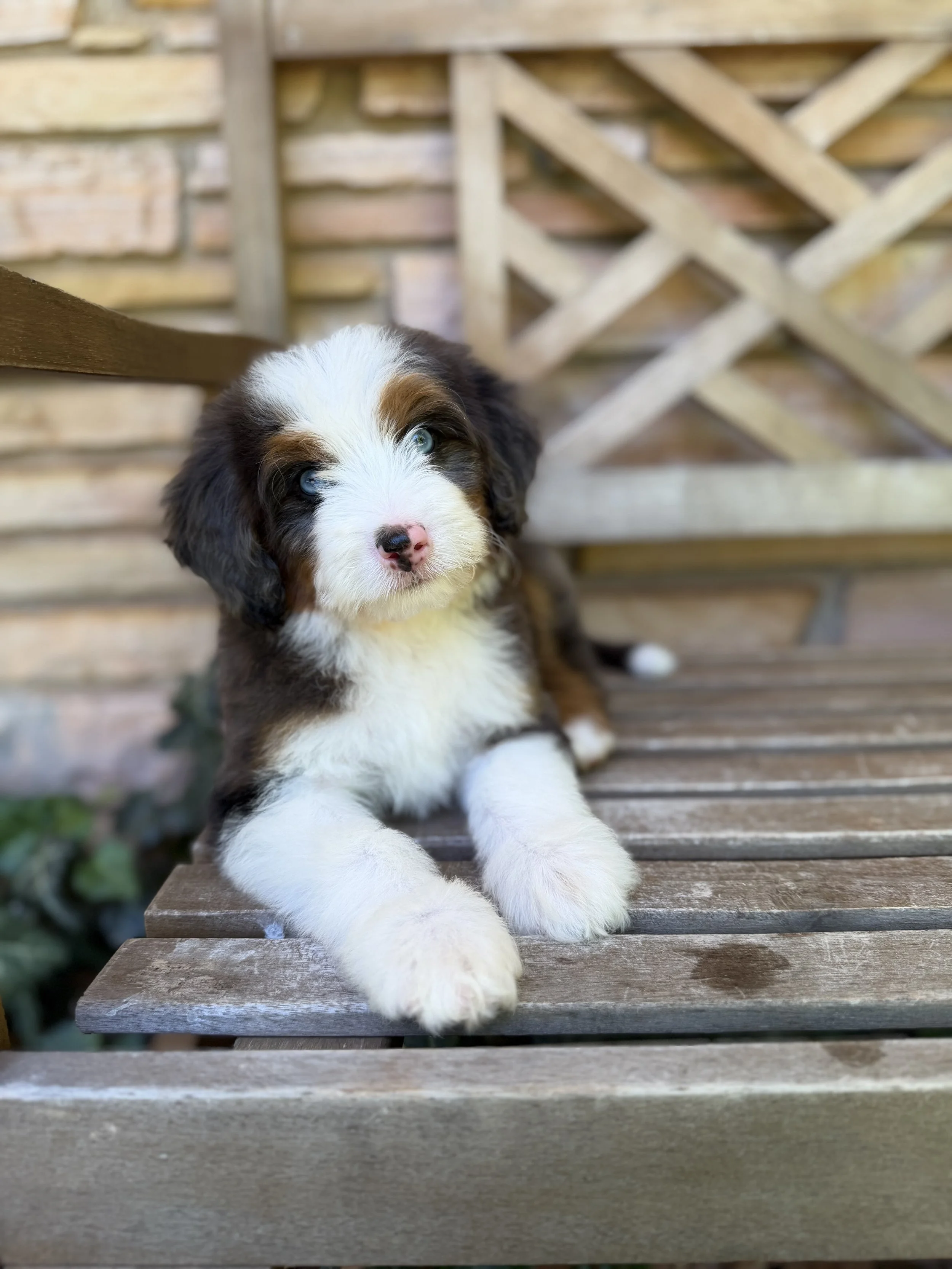 Eddy Male Mini Australian Bernedoodle $3750