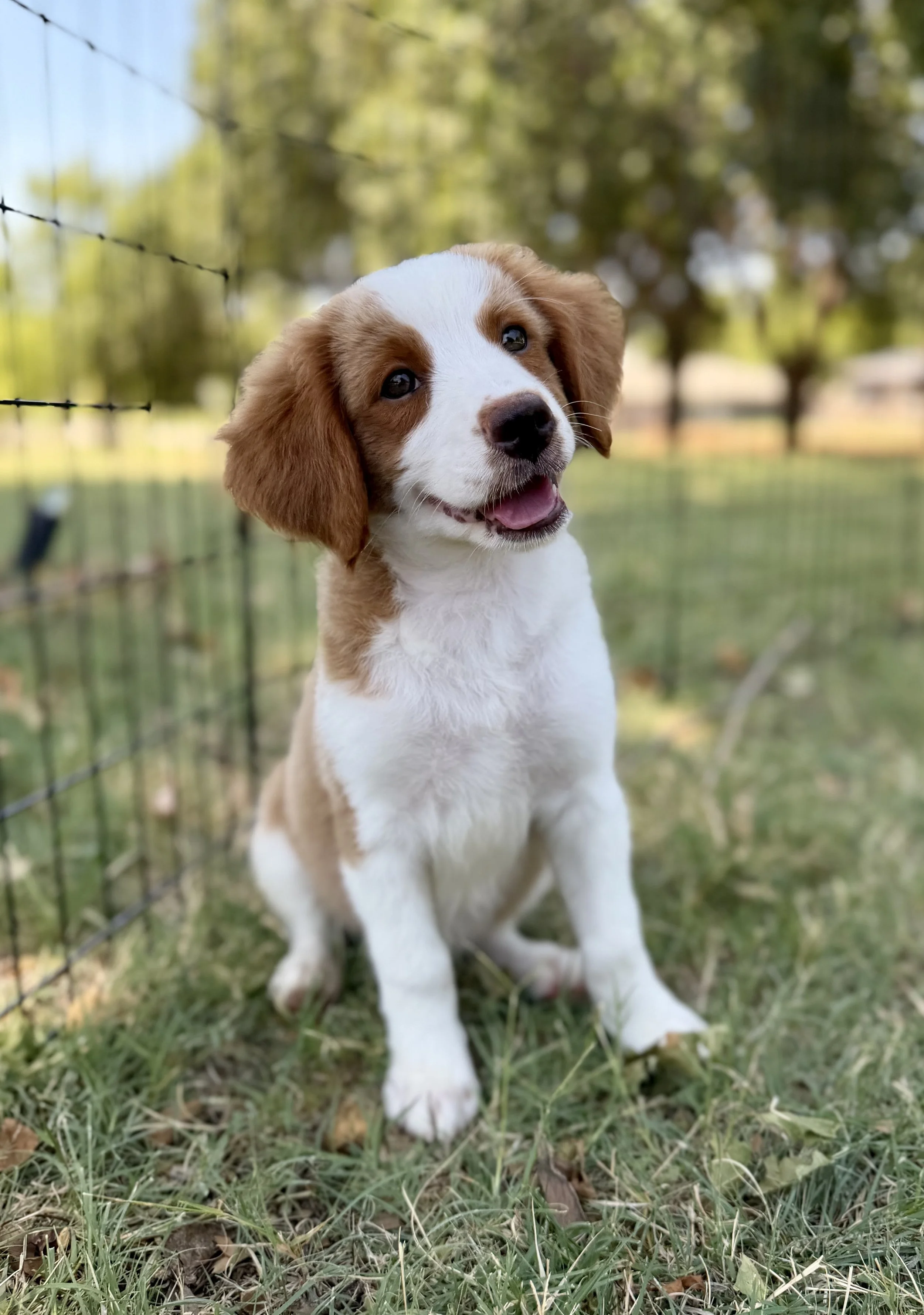 Phoebe Female Mini Bernedoodles from Sammy and Fitz $1900