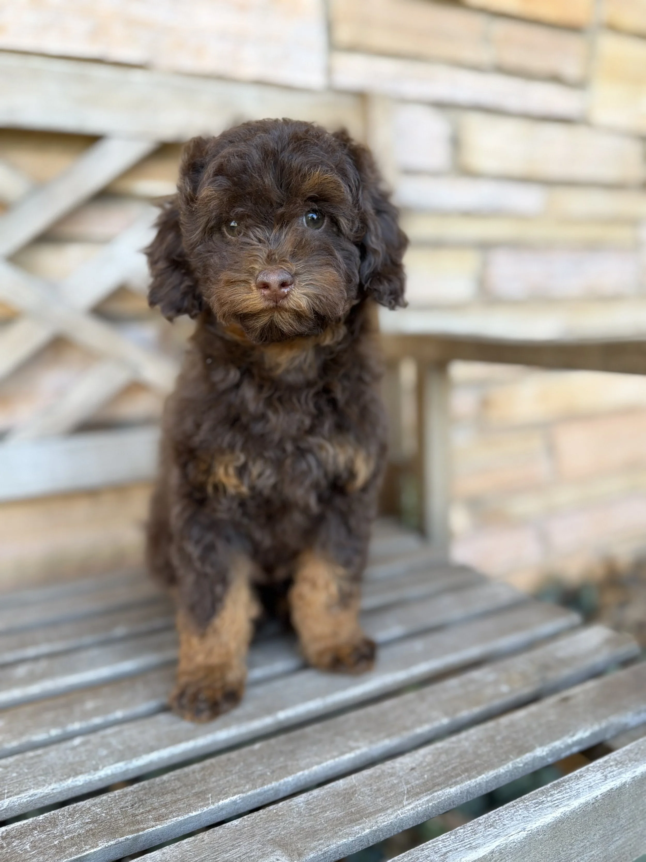 Twix Male Micro/Mini Bernedoodle $3750