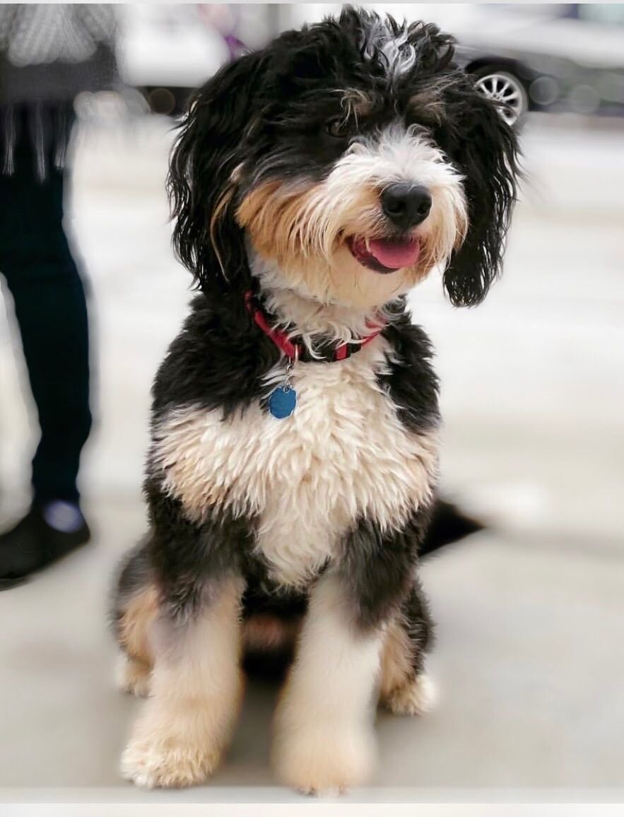 Mini Bernedoodle
