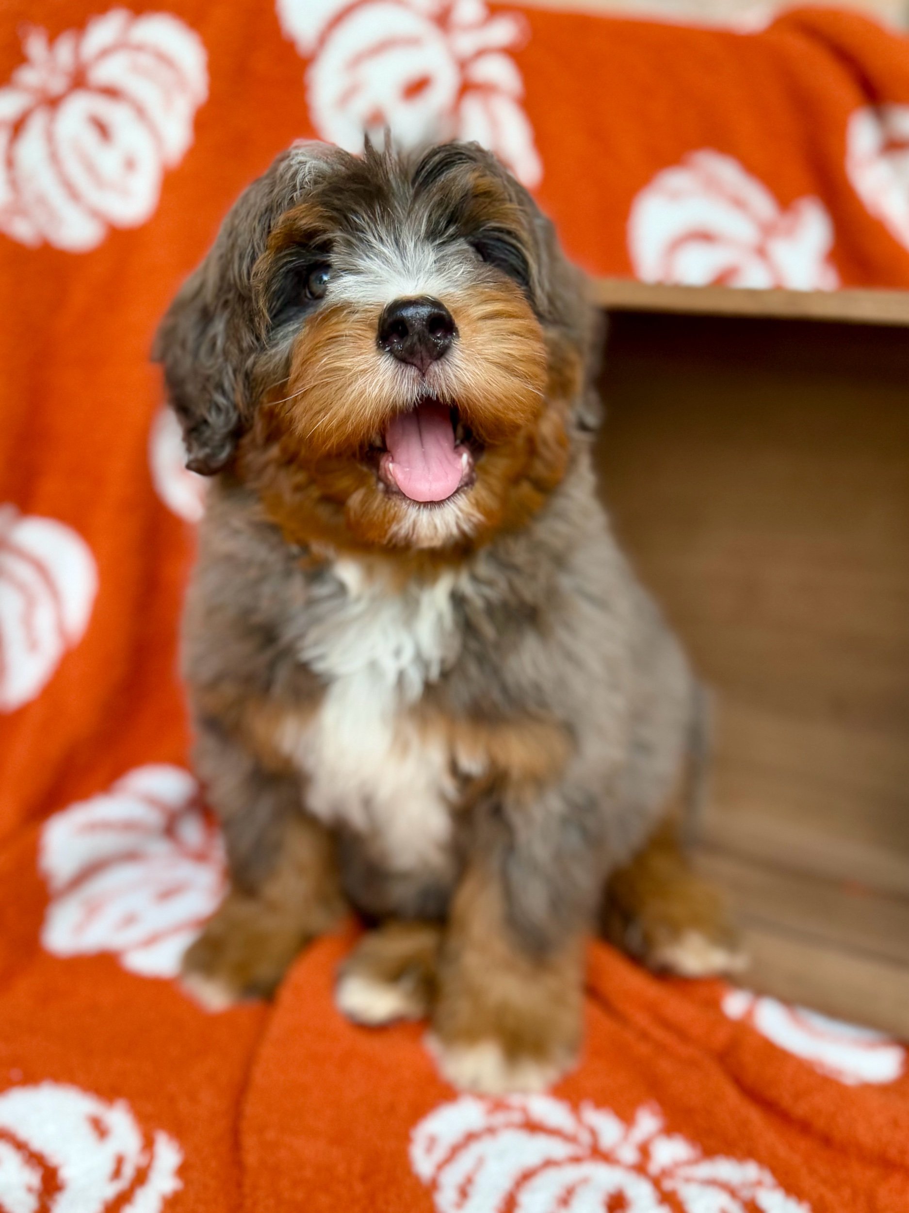 Bear Male Bernedoodle from Bella and Hondo $4500