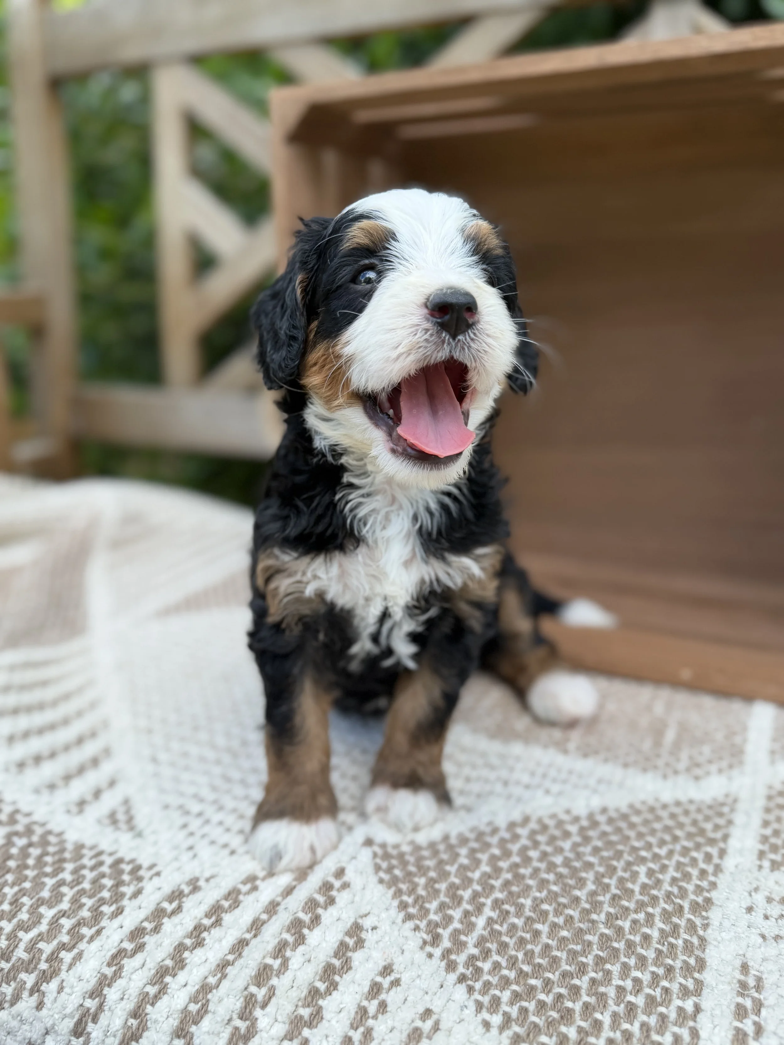 Monica Female Mini Bernedoodles from Sammy and Fitz $4000