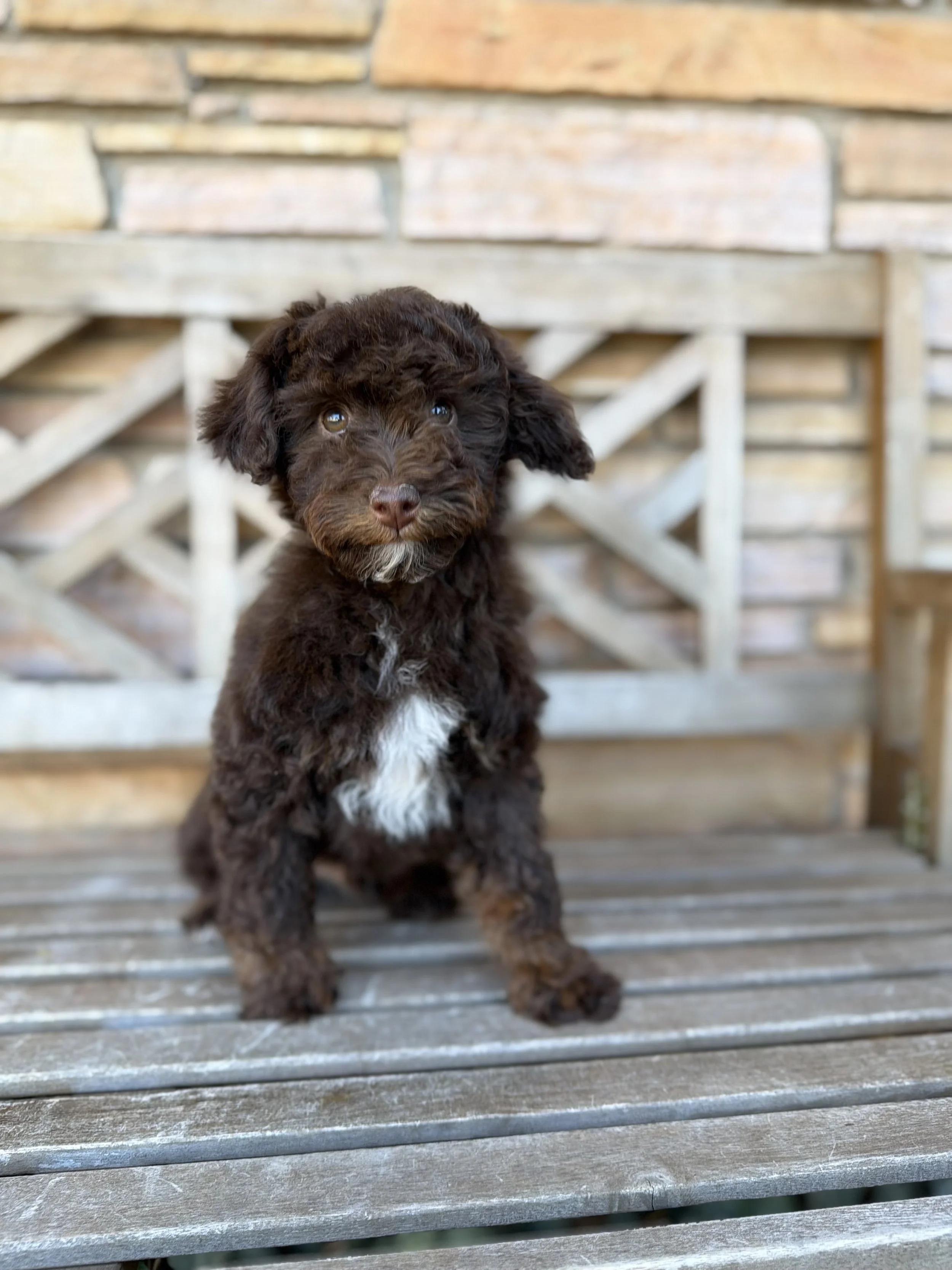 Male Micro/Mini Bernedoodle $3750