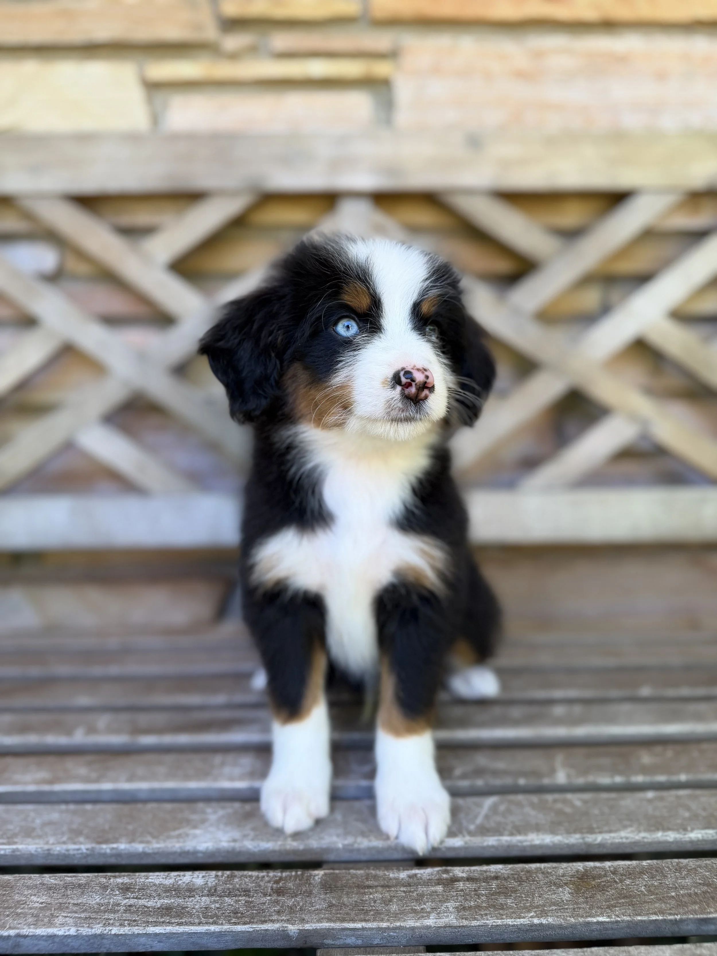 Leo Male Mini Australian Bernedoodle $3500