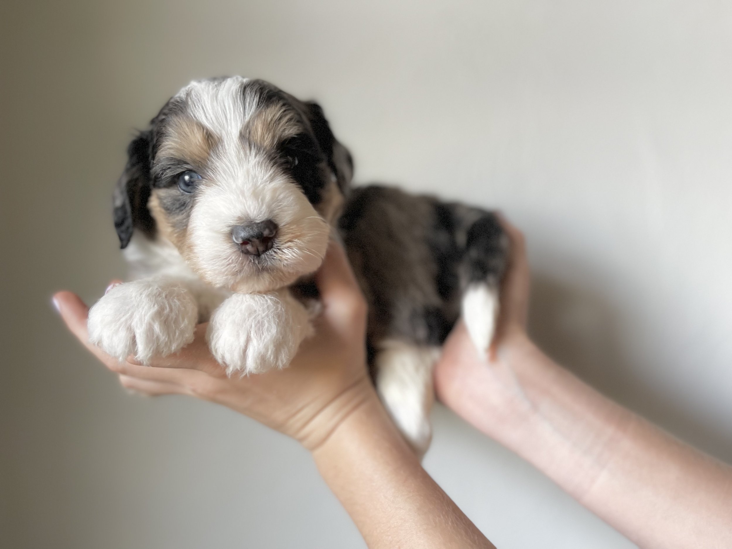 Mini Bernedoodle