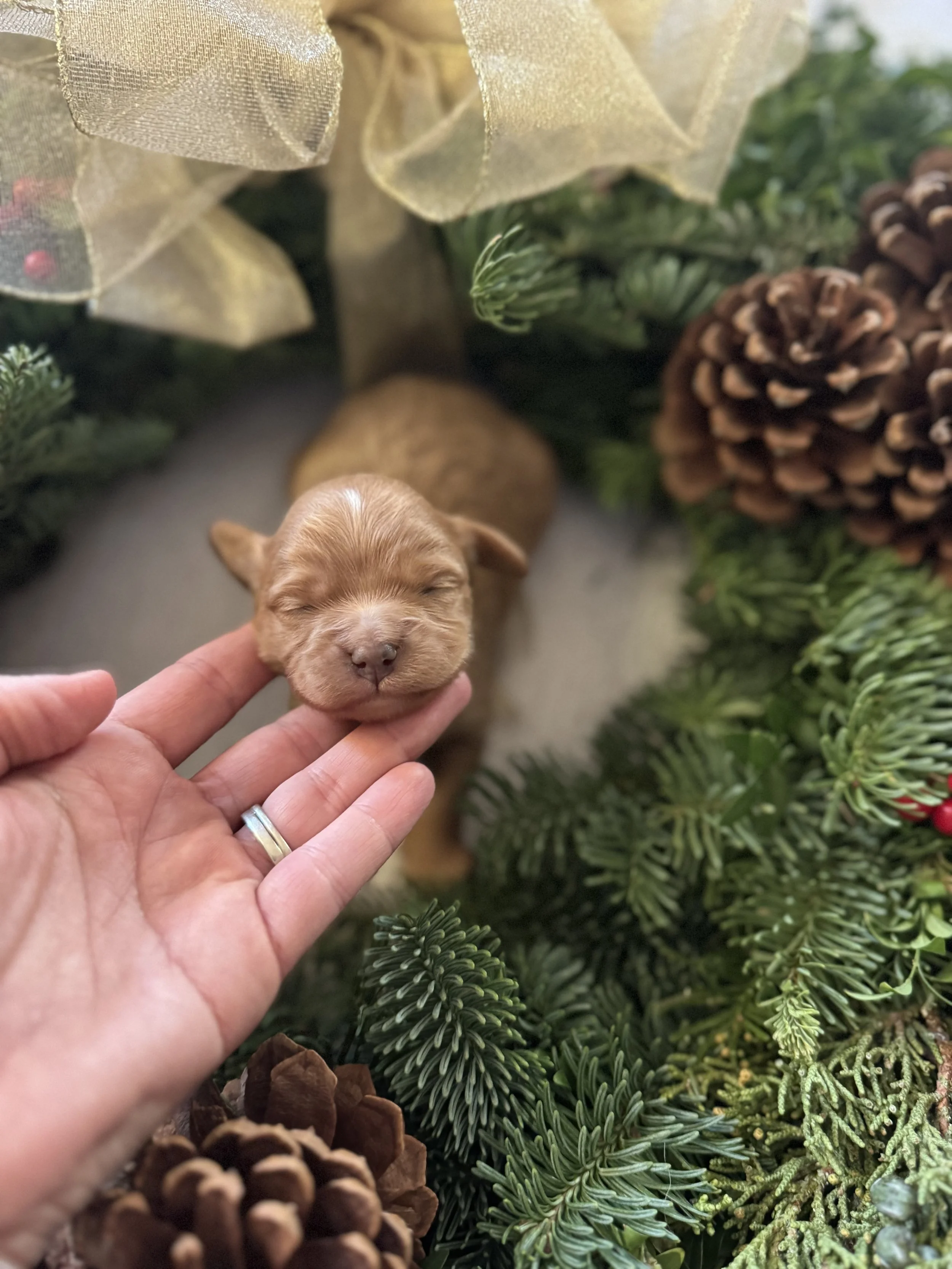 IMG_5250.jpeg (Copy) (Copy)