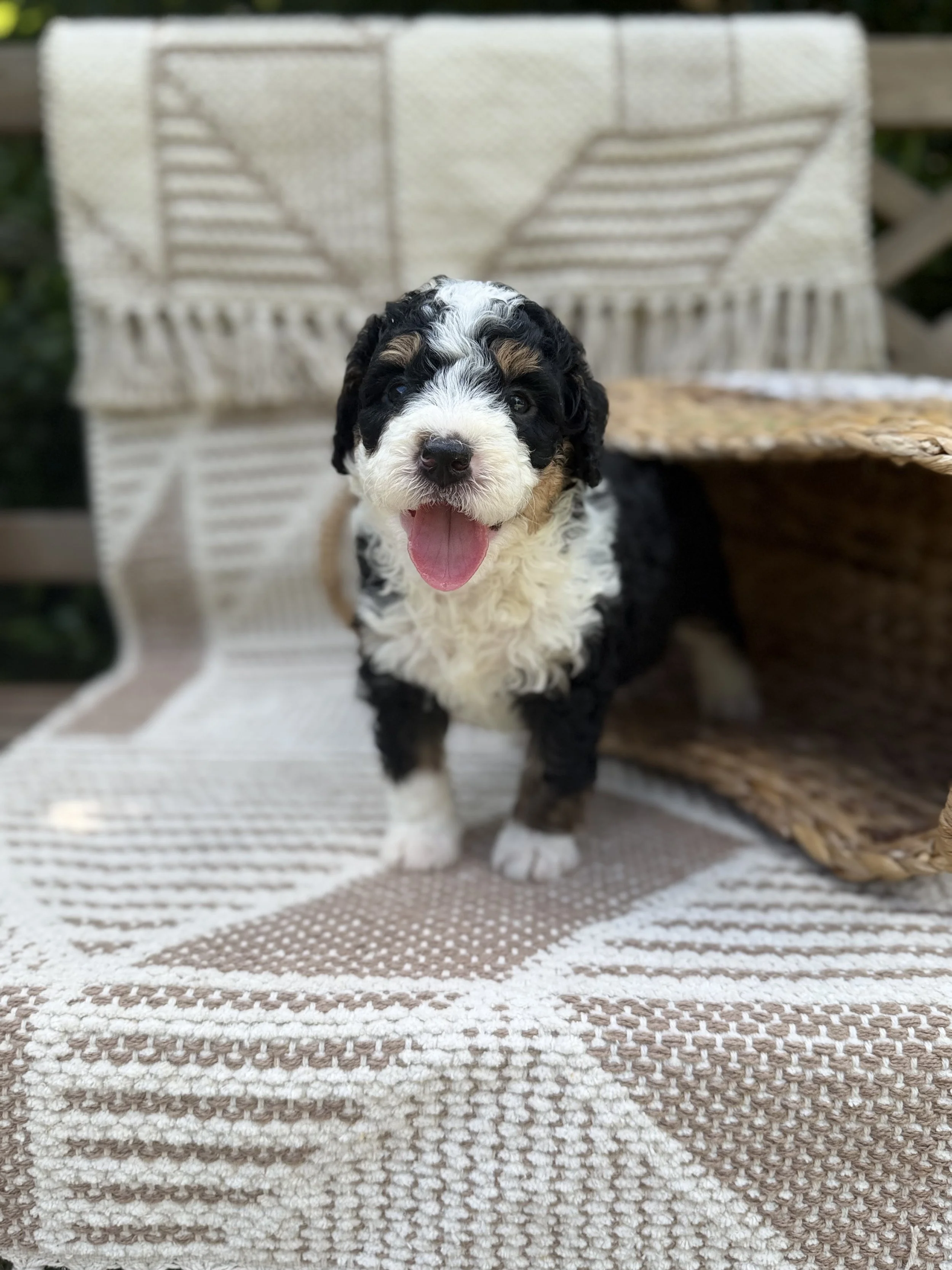 Ross Male Mini Bernedoodle from Sammy and Fitz $4000