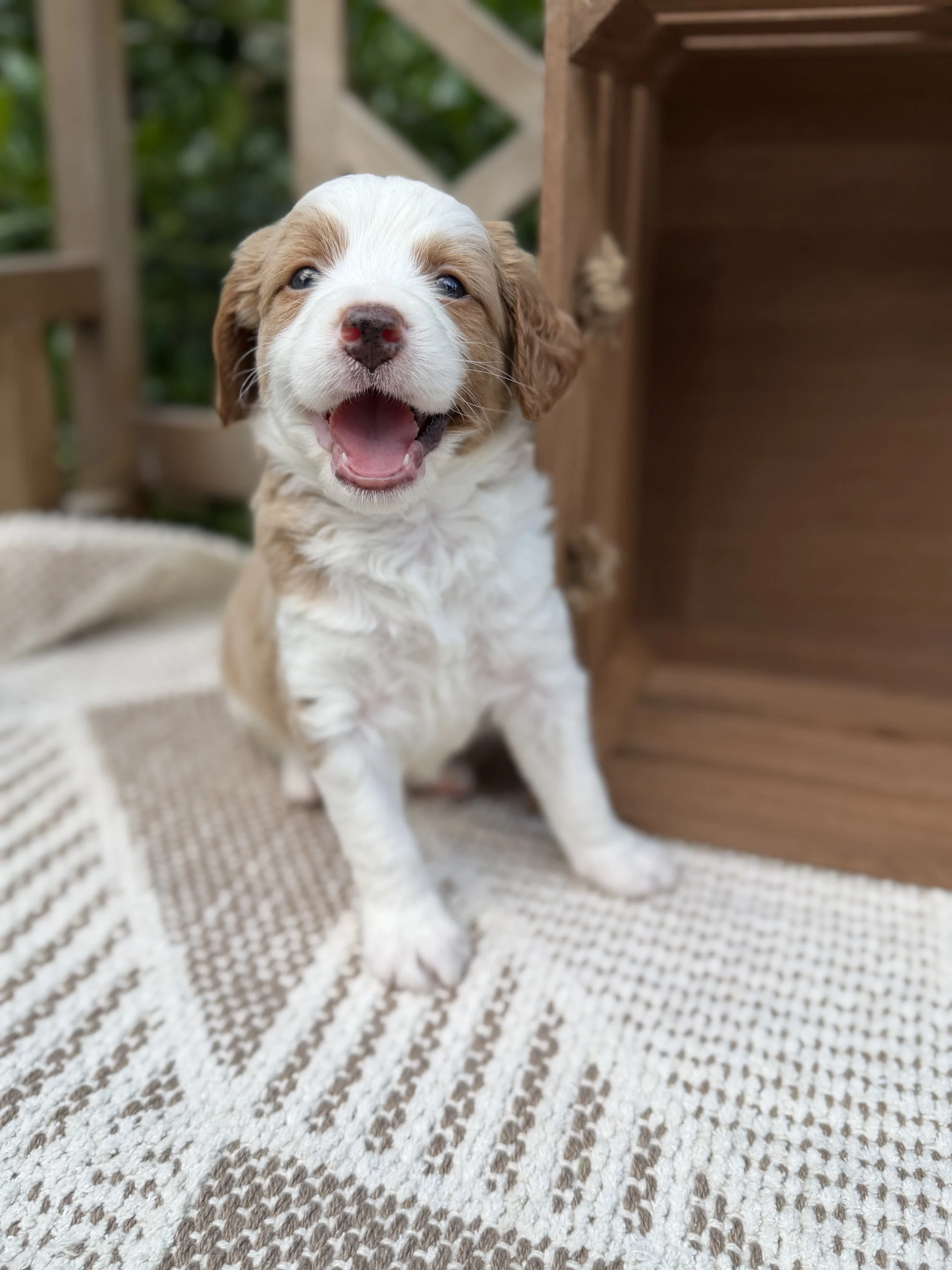 Phoebe Female Mini Bernedoodles from Sammy and Fitz $3500