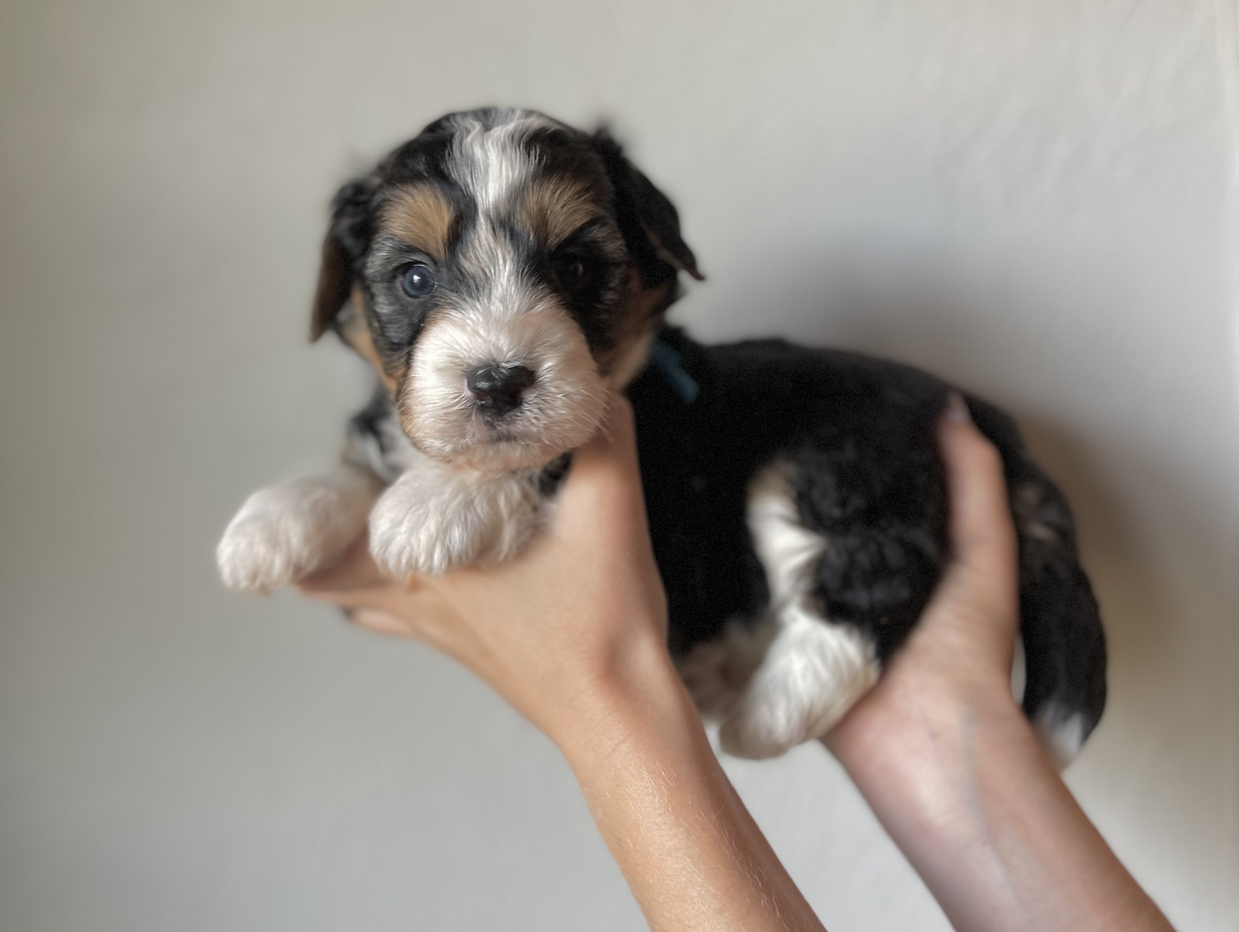 Mini Bernedoodle